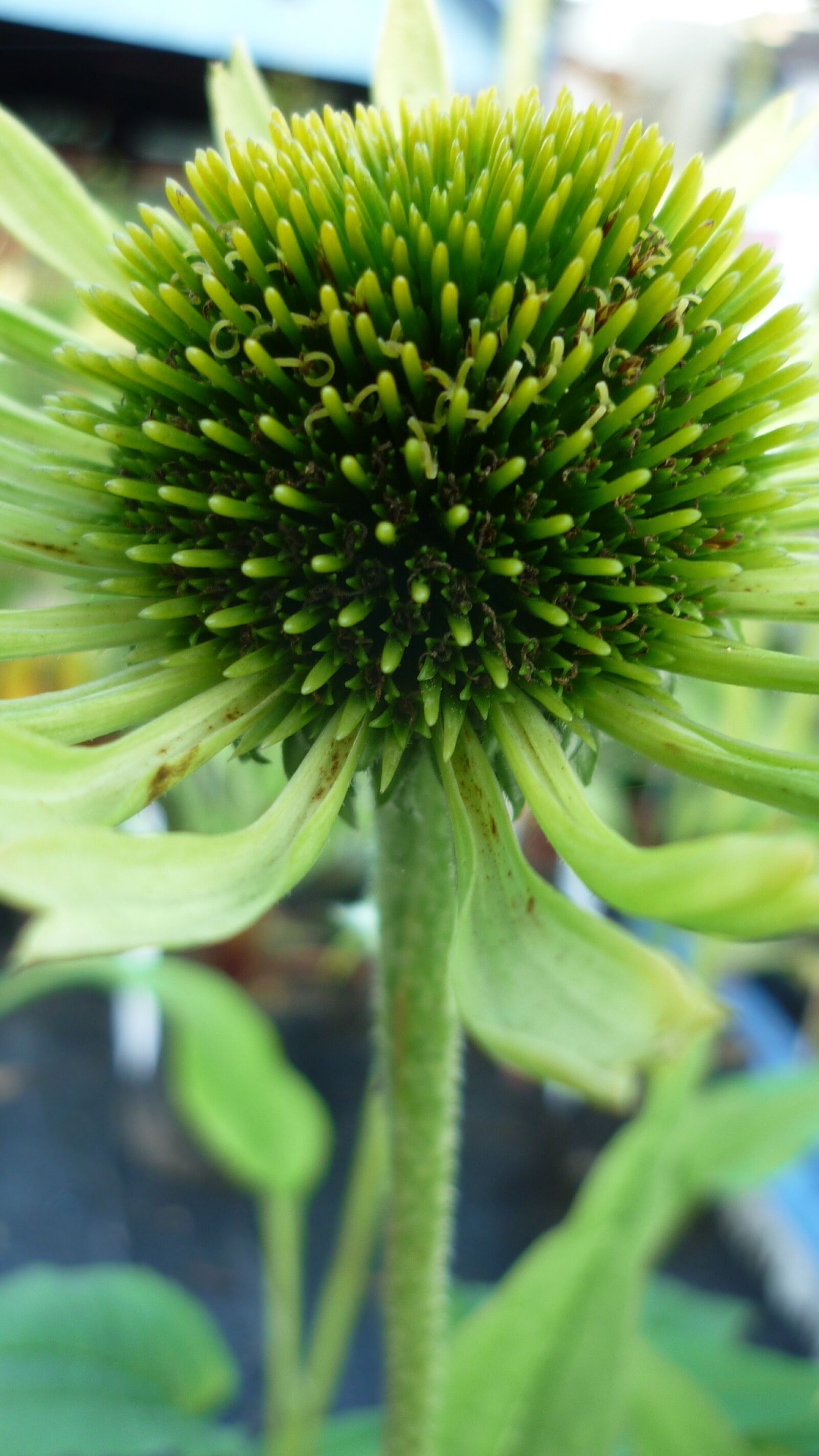 Panasonic Lumix DMC-FS6 sample photo. Coneflower, flower, grüne photography