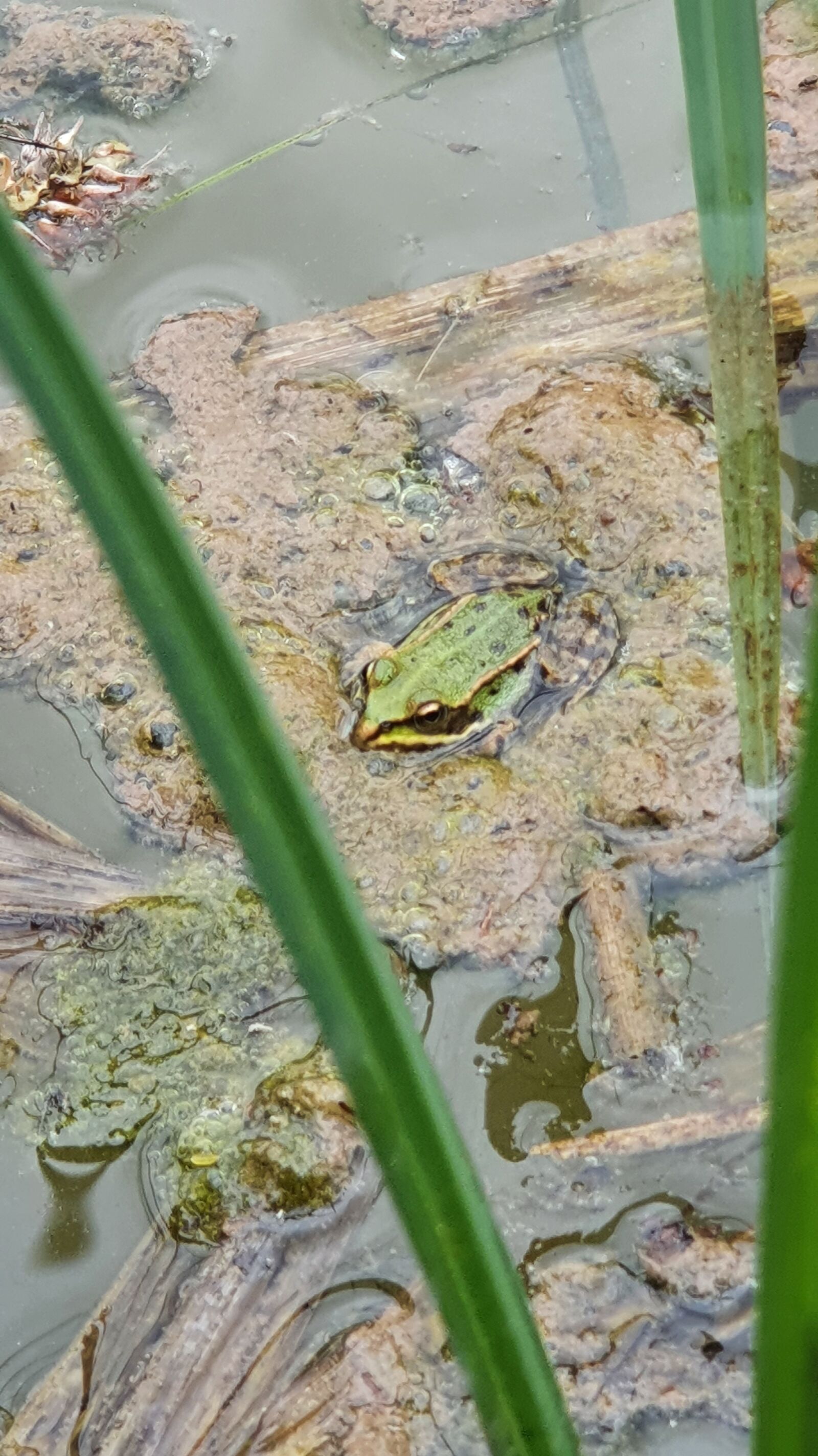 Samsung Galaxy S10+ sample photo. Common frog, rana temporaria photography