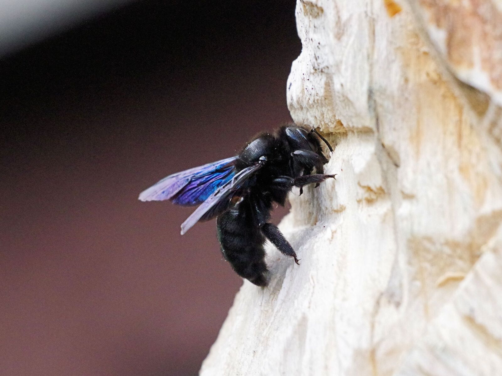Pentax K-70 sample photo. Carpenter bee, insect, nature photography