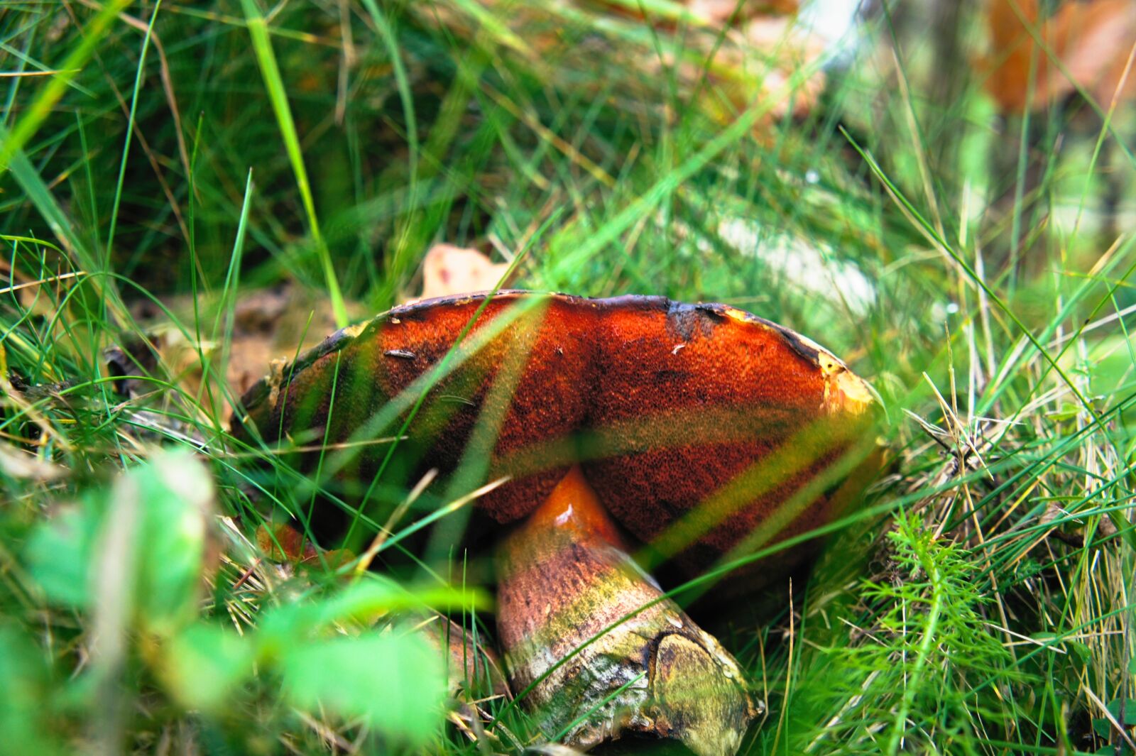 Sony Alpha NEX-3 sample photo. Mushroom, forest, autumn photography