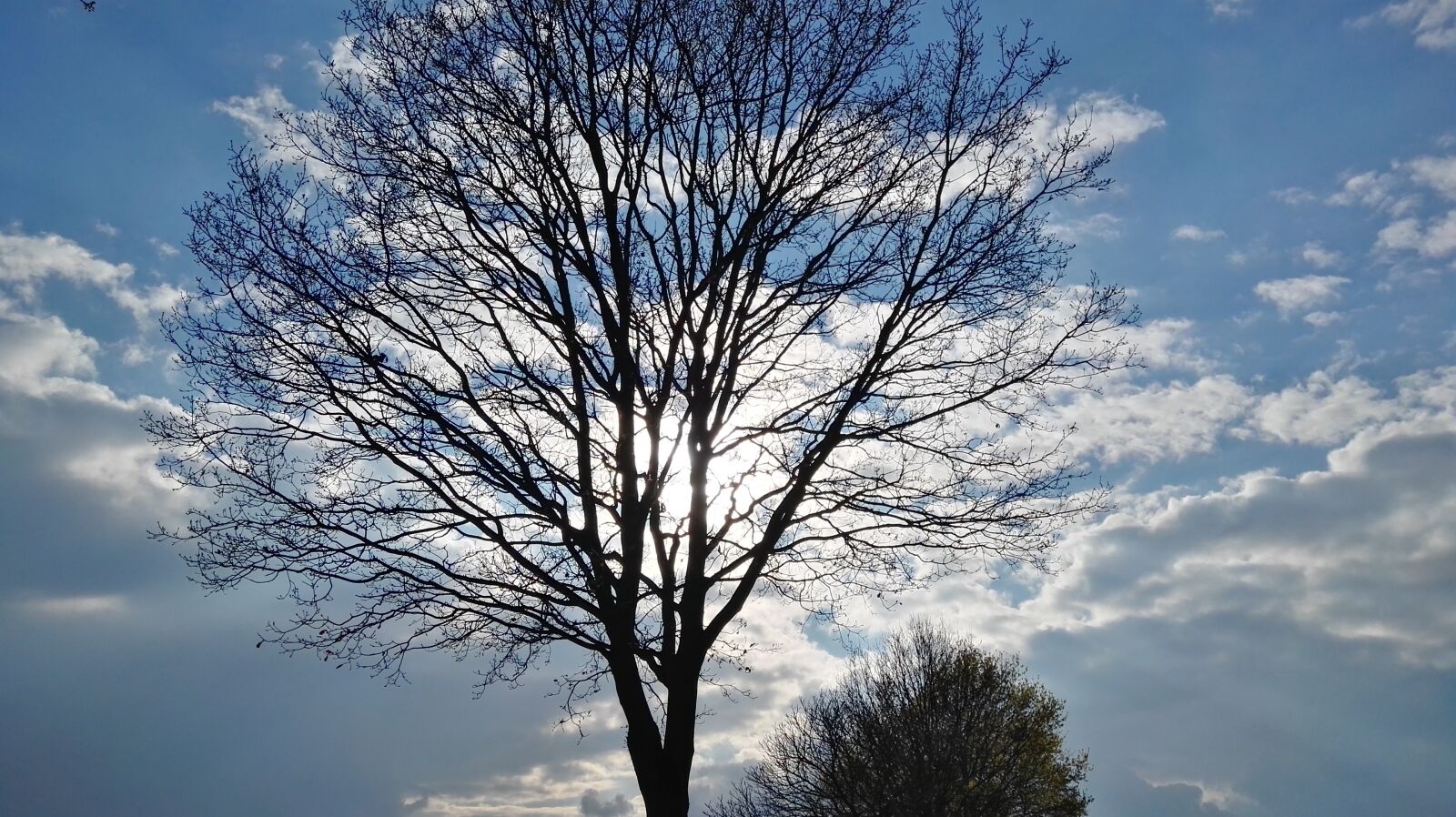 HUAWEI GRA-L09 sample photo. Tree, clouds, nature photography
