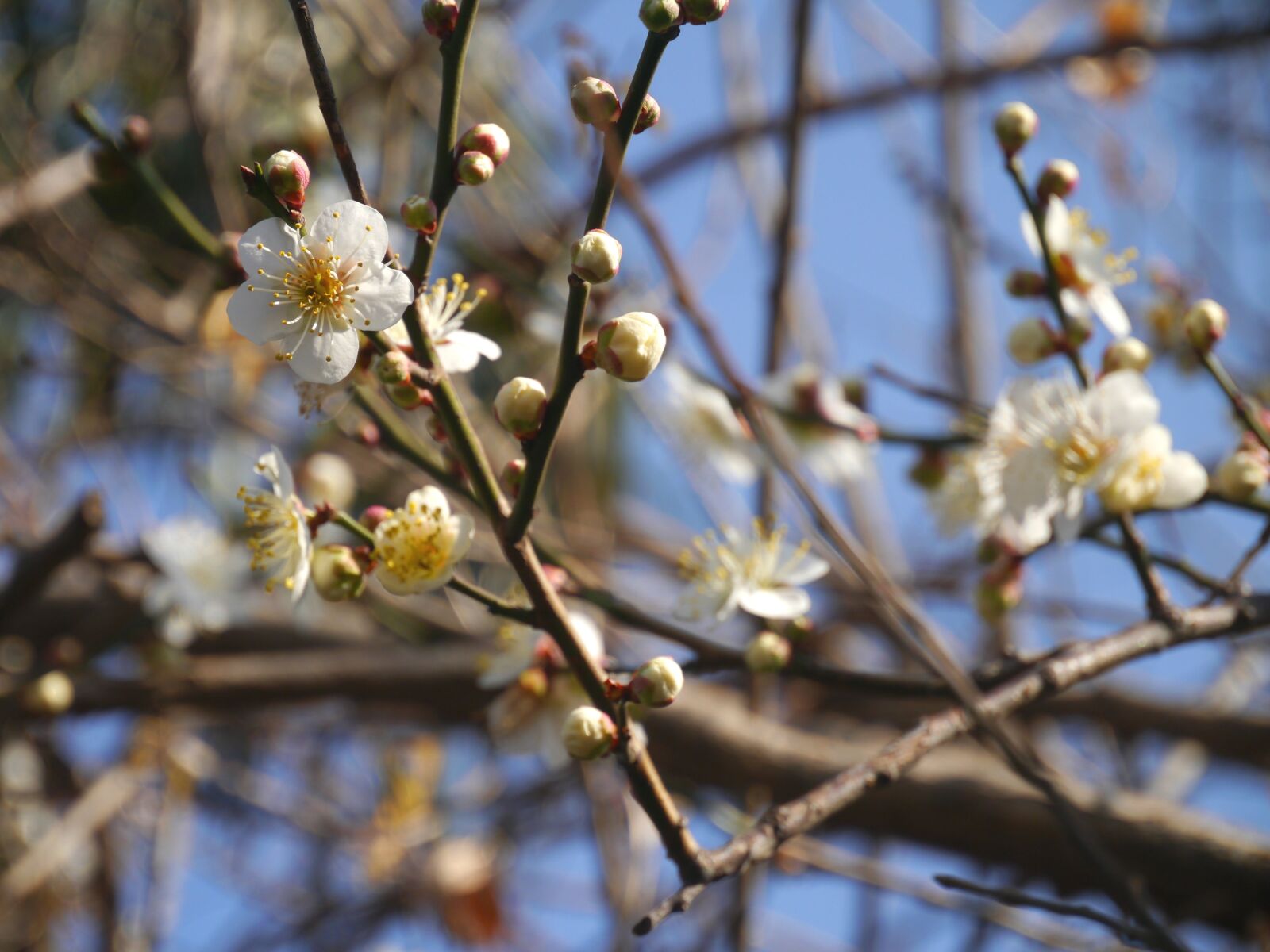 Panasonic Lumix DMC-GX1 sample photo. Flowers, plum, spring photography