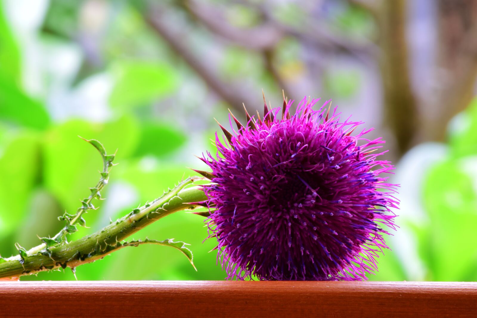 Nikon D5300 sample photo. Thistle, acker thistle, creeping photography