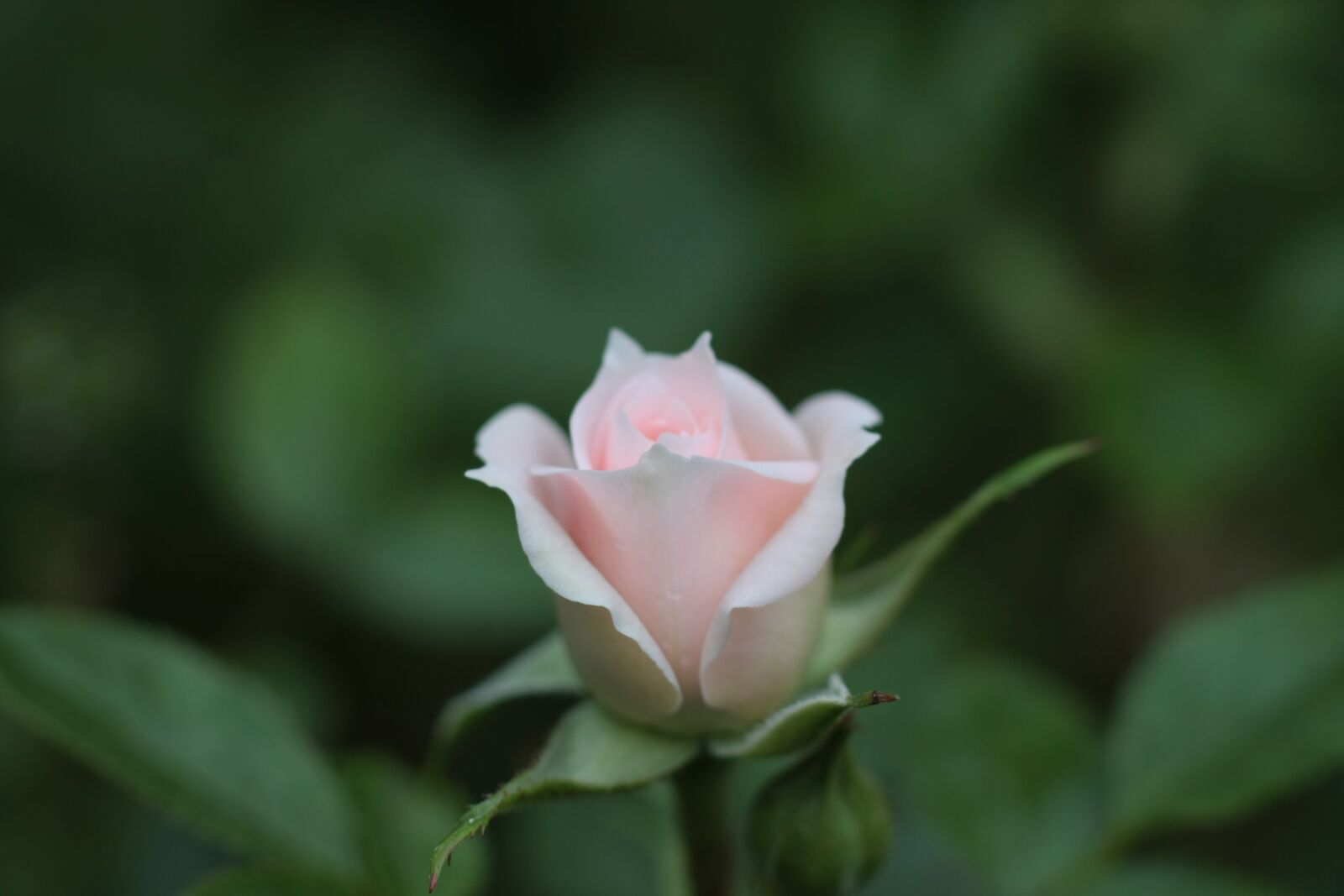 Canon EOS 40D sample photo. Rose, love, pink photography