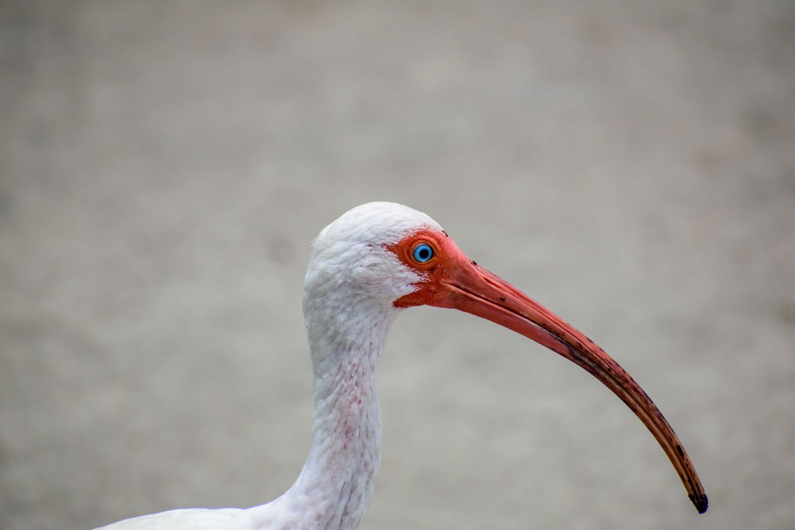 Nikon D3500 sample photo. Bird, blue eye, animal photography