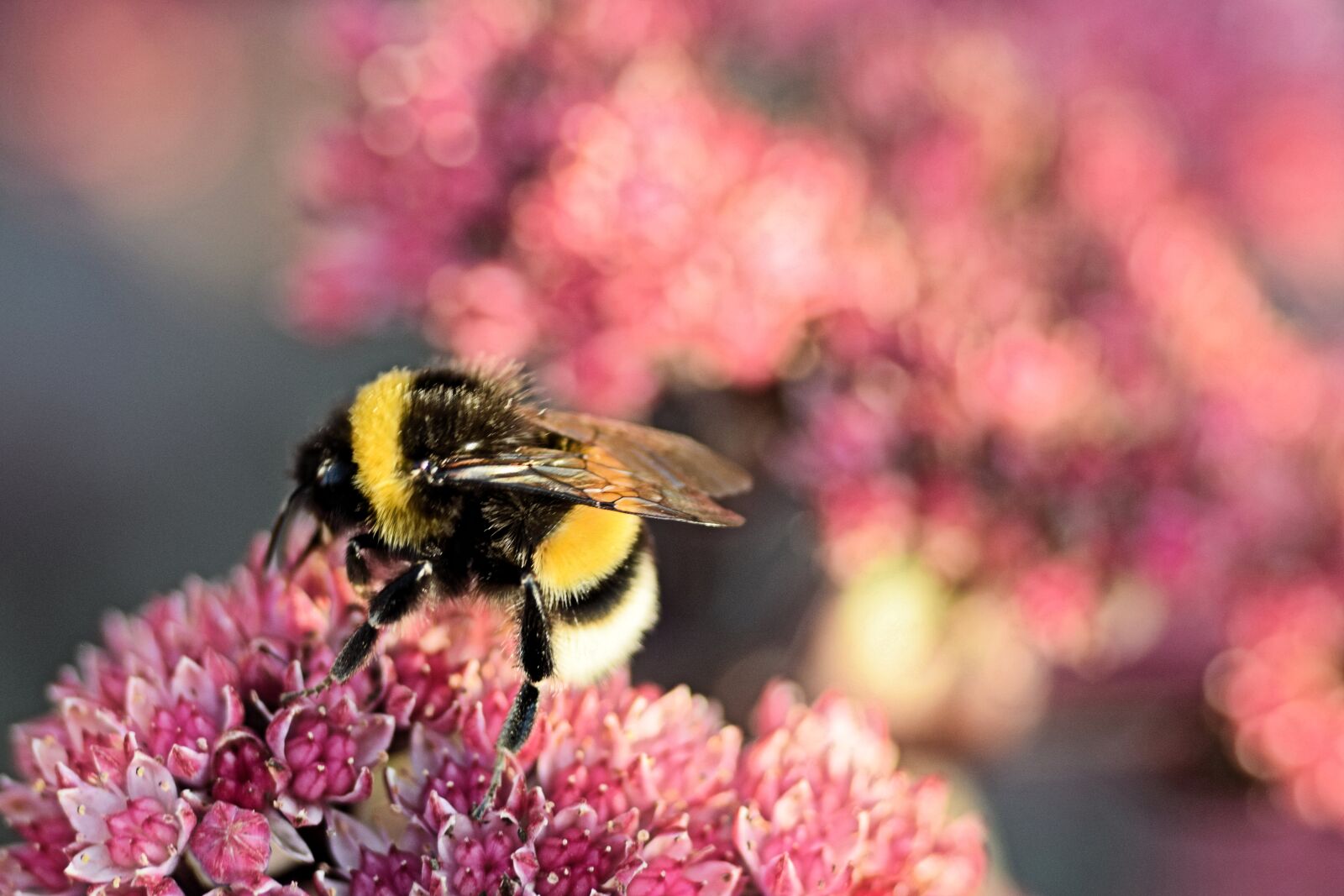 Nikon D5300 sample photo. Bumblebee, bee, flower photography