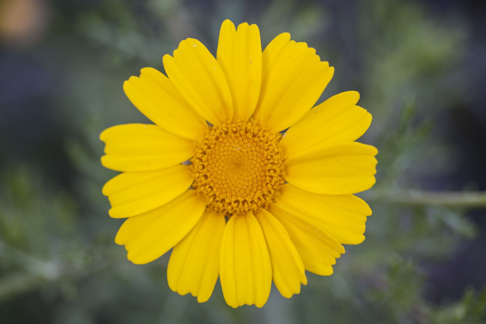 Canon EOS 40D + Canon EF-S 60mm F2.8 Macro USM sample photo. Yellow, daisy, flower photography
