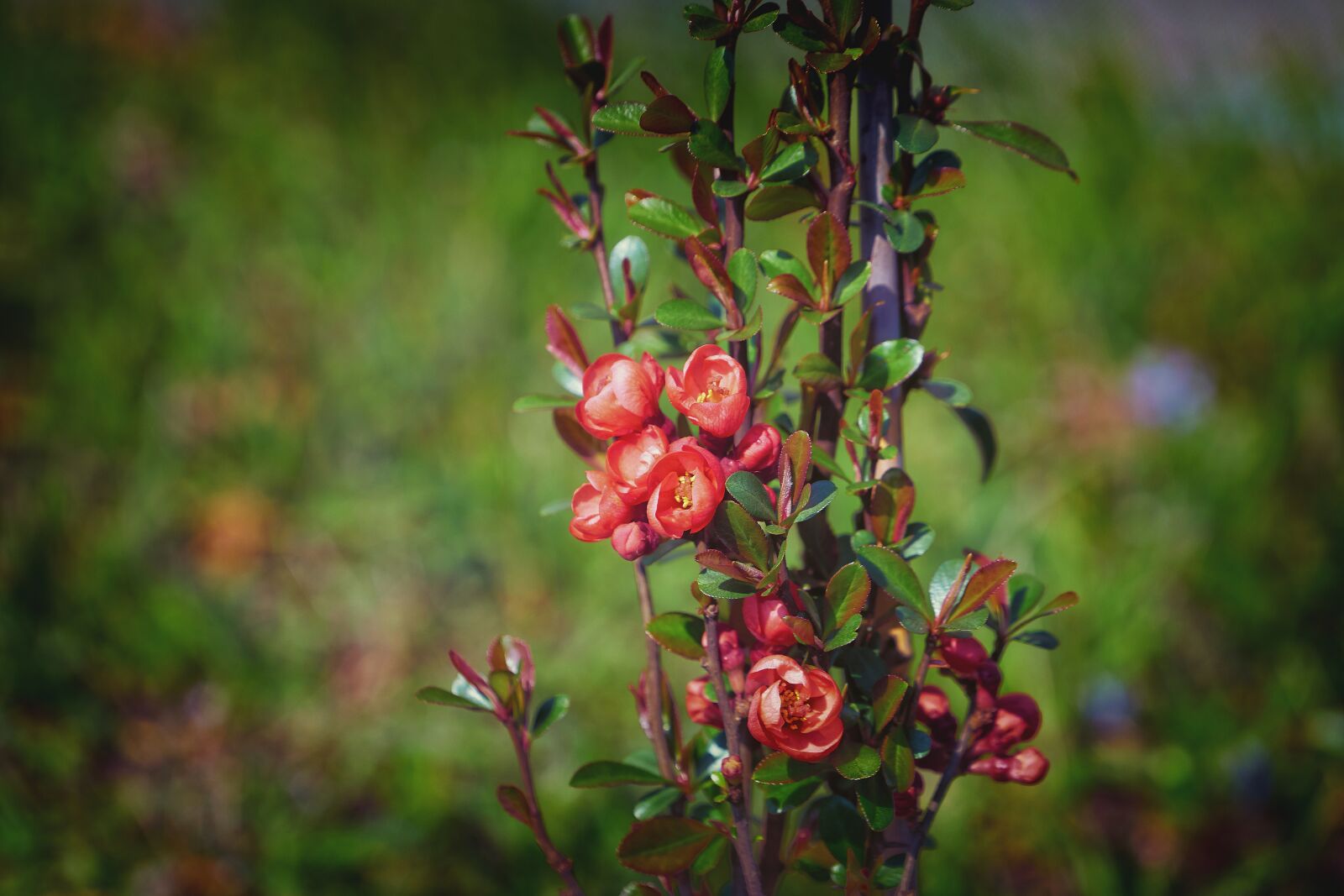 Sony a7 II sample photo. Japanese ornamental quince, bill photography