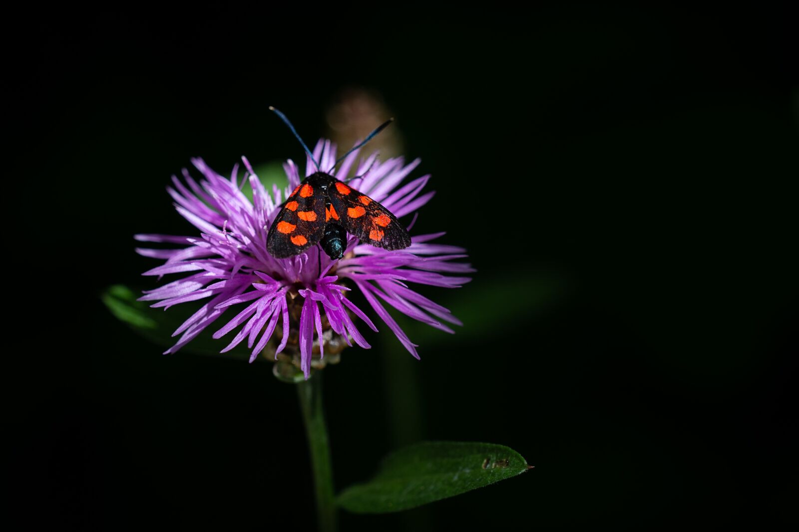 Nikon D7100 sample photo. Flower, forest-knapweed, forest flower photography