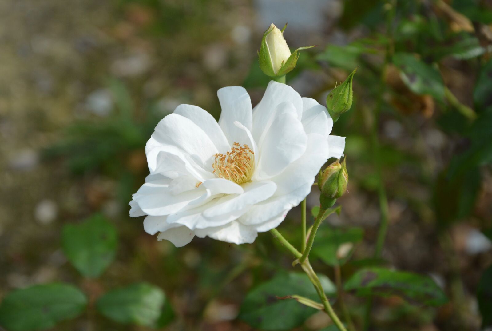 Nikon D5200 sample photo. White flower, white rose photography