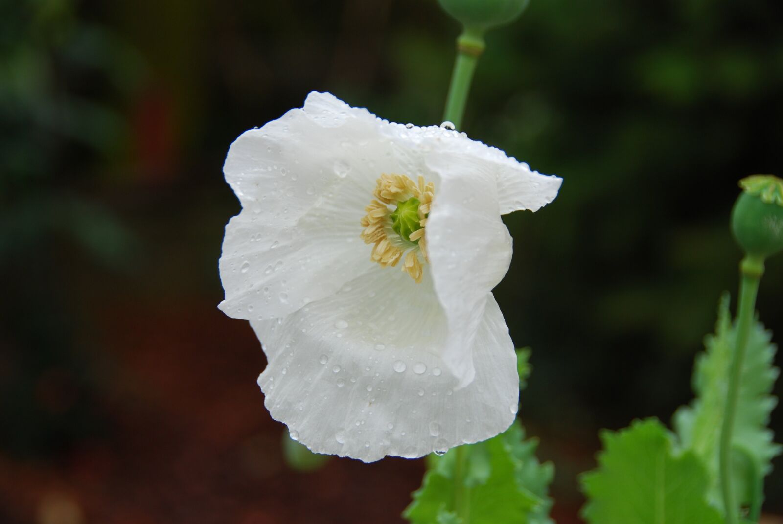 Nikon D80 sample photo. Poppy, white, blossom photography