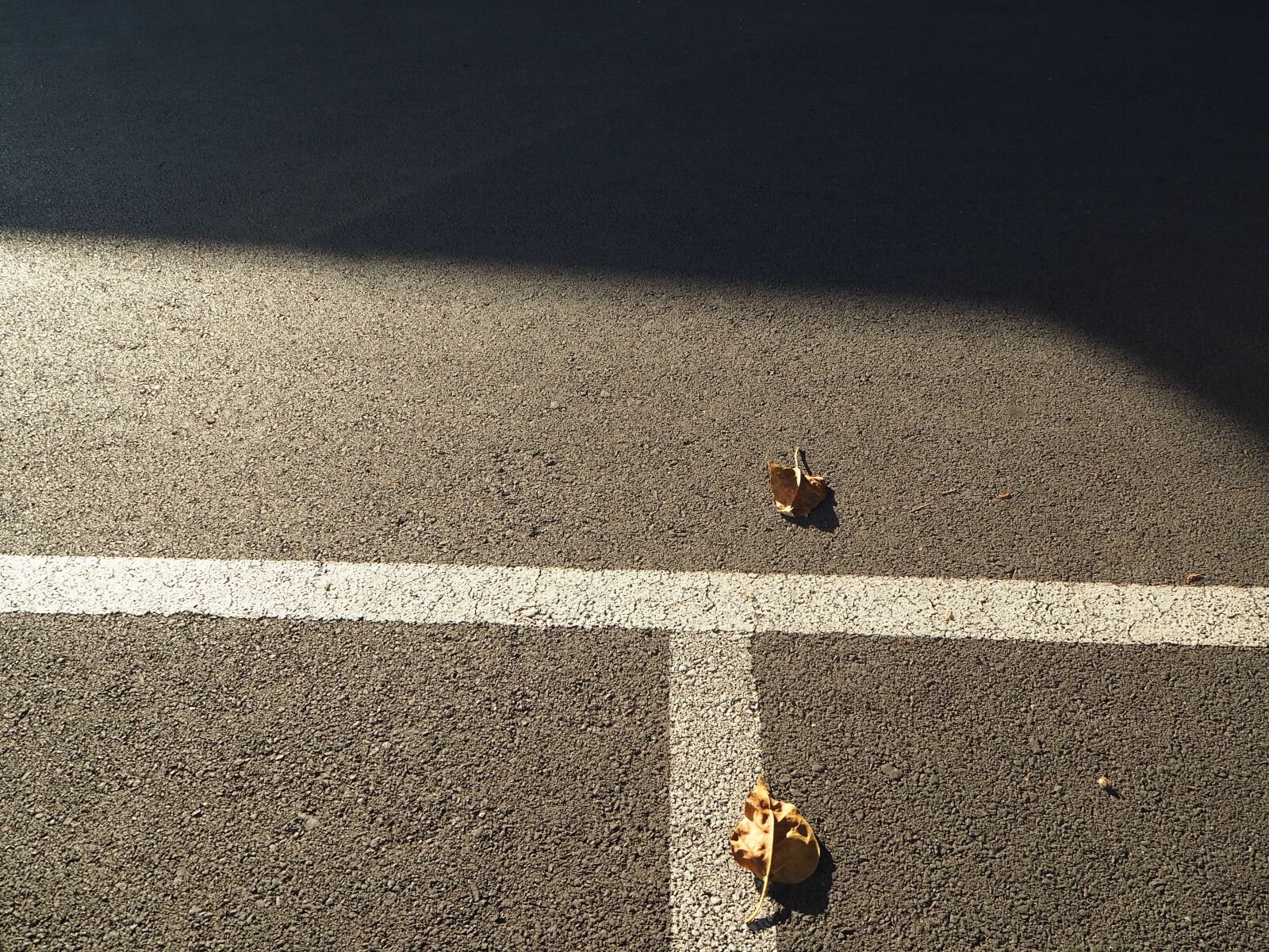 Olympus OM-D E-M10 sample photo. Leaves, light, shadow, street photography
