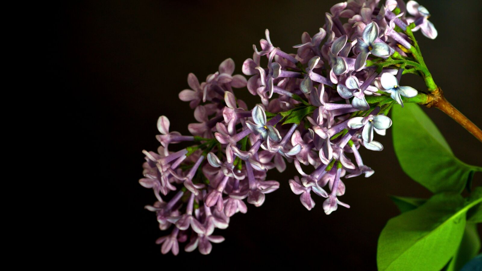 Sony E 16-50mm F3.5-5.6 PZ OSS sample photo. Lilac, flower, nature photography