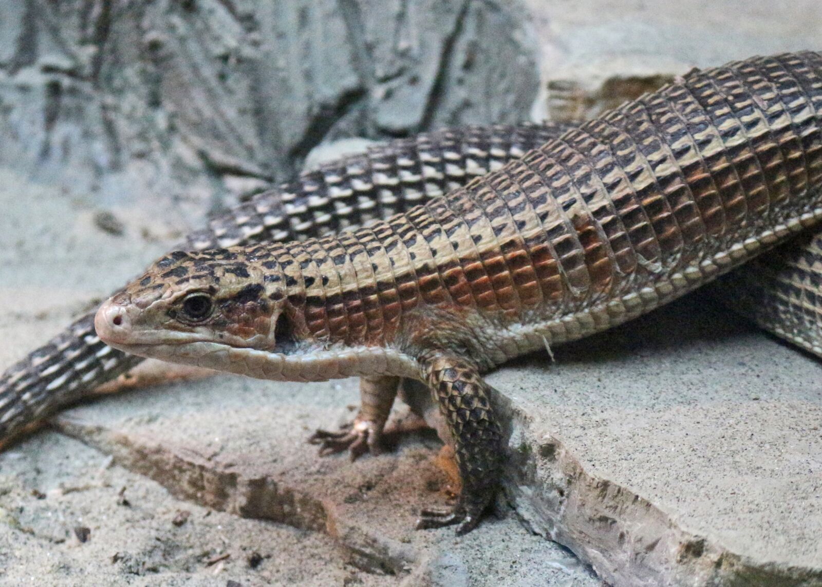 Canon EOS 700D (EOS Rebel T5i / EOS Kiss X7i) sample photo. Sudan plated lizards, reptile photography