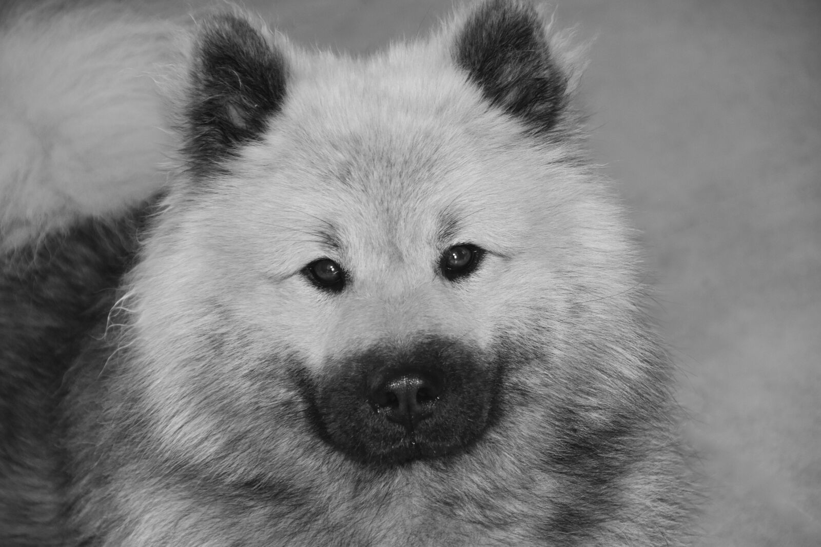 Nikon D5600 sample photo. Dog, animals, dog eurasier photography