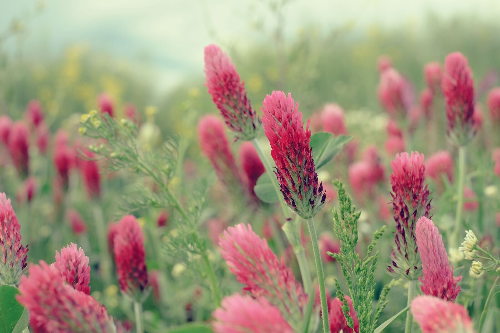 Fujifilm XF 35mm F1.4 R sample photo. Nature, plant, red clover photography