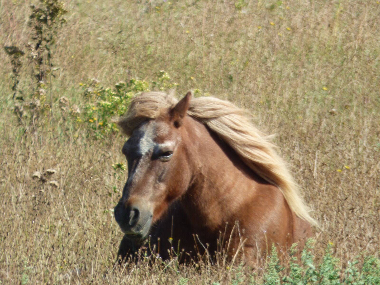 Panasonic DMC-FZ72 sample photo. Horse, mane, wind photography