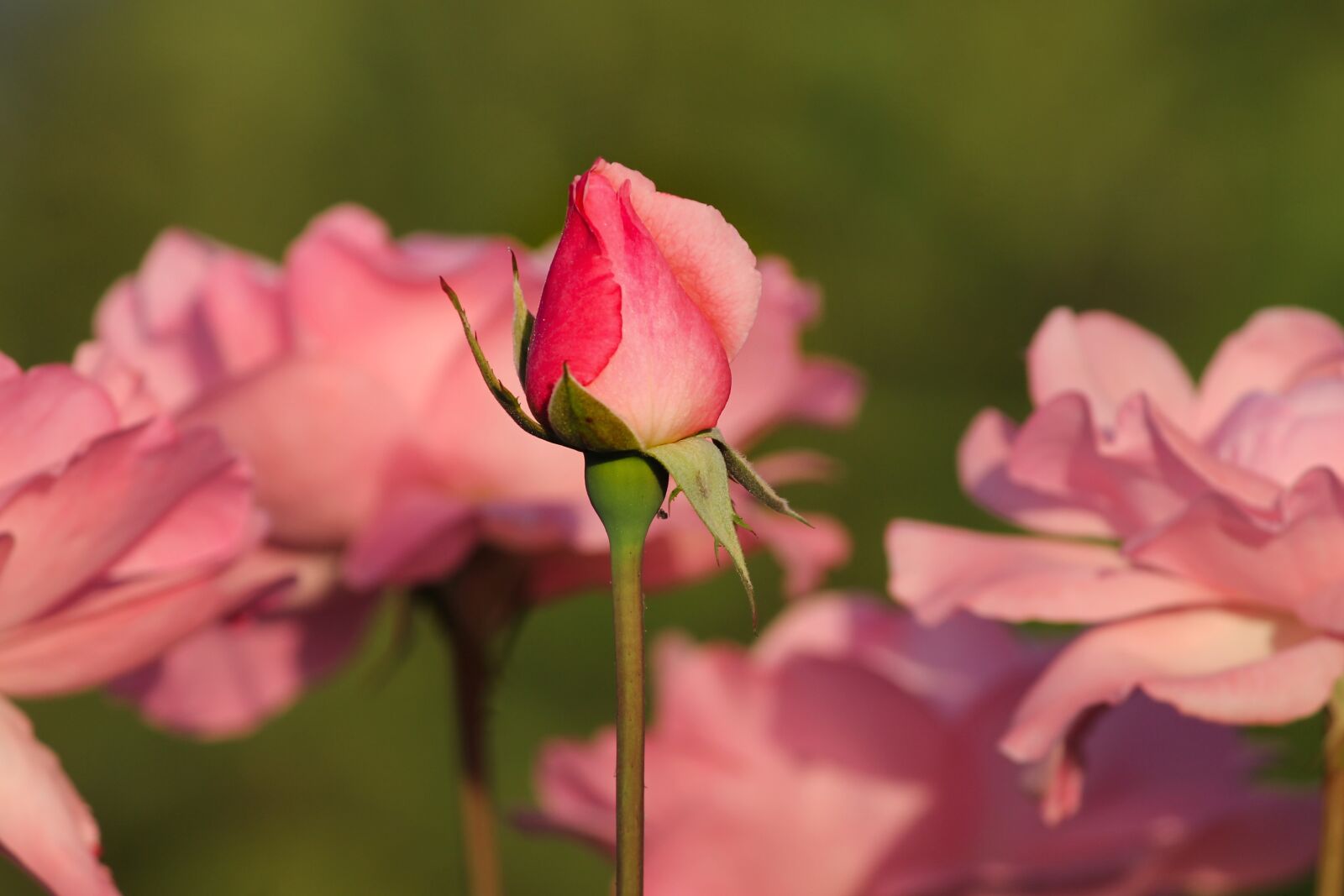 Canon EOS 1100D (EOS Rebel T3 / EOS Kiss X50) sample photo. Rosebud, rose petals, roses photography
