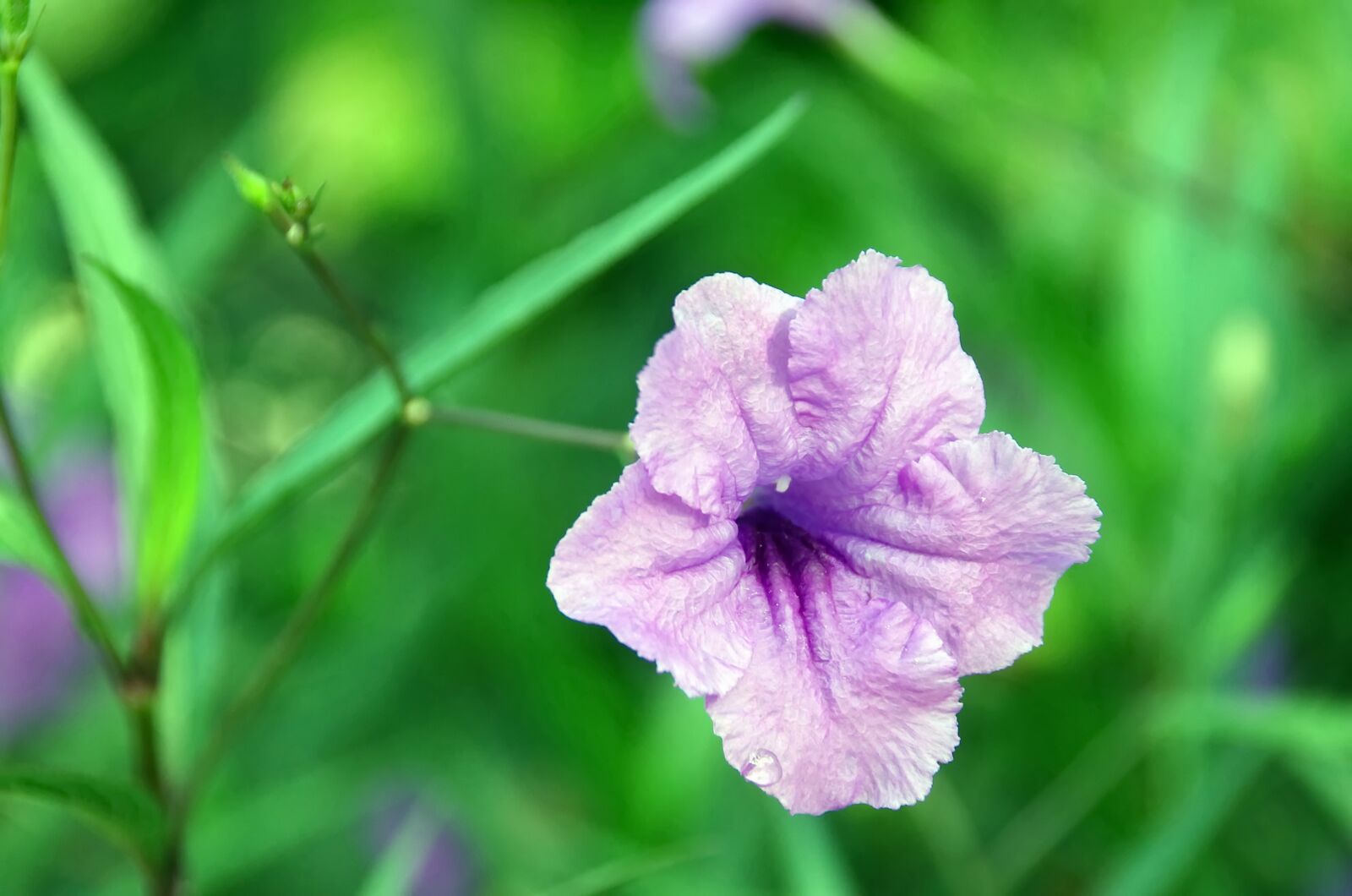 Pentax K-5 sample photo. Petunia, ruellia simplex, mexican photography