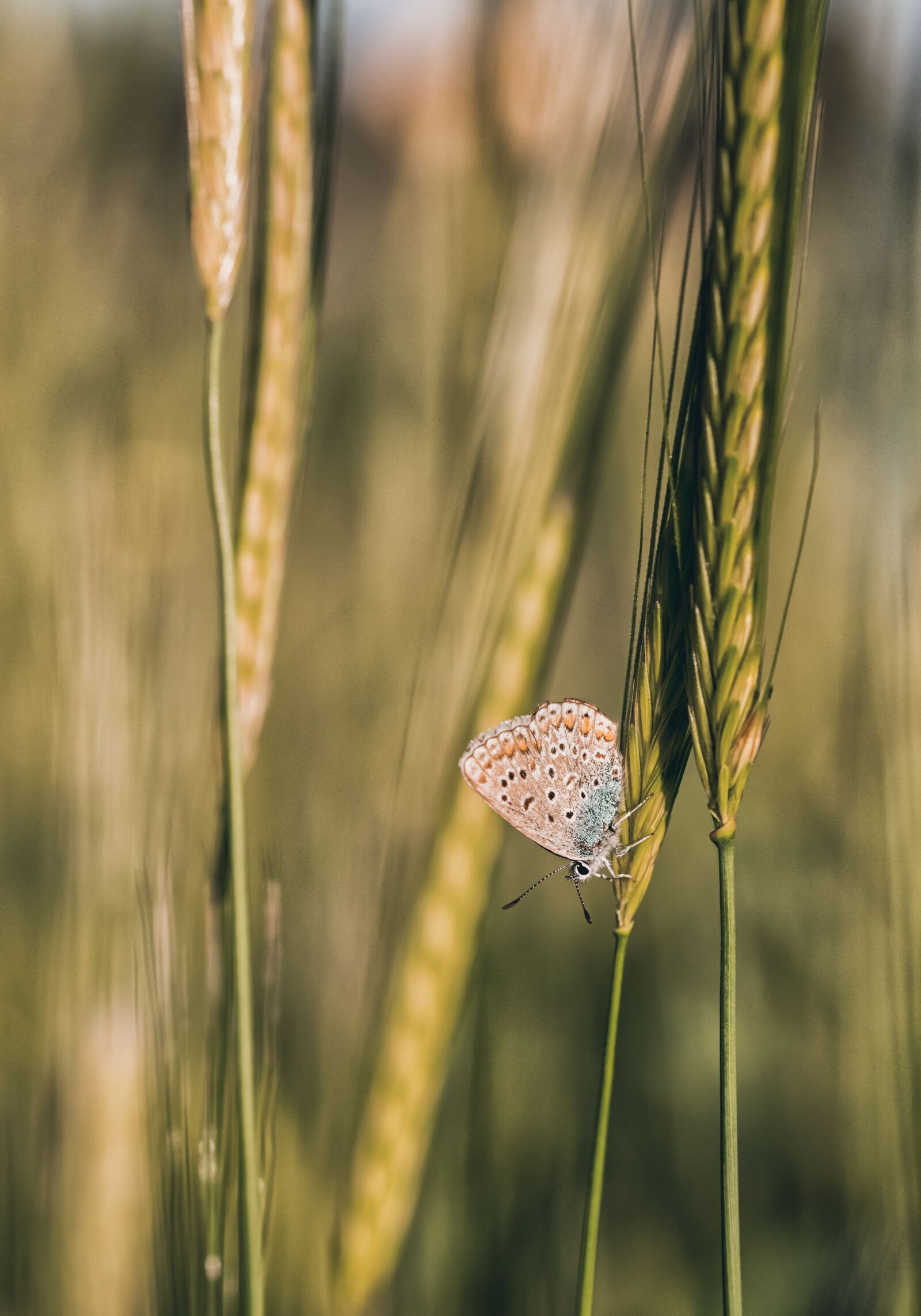Canon EOS 5D Mark III sample photo. Nature, insect, butterfly photography