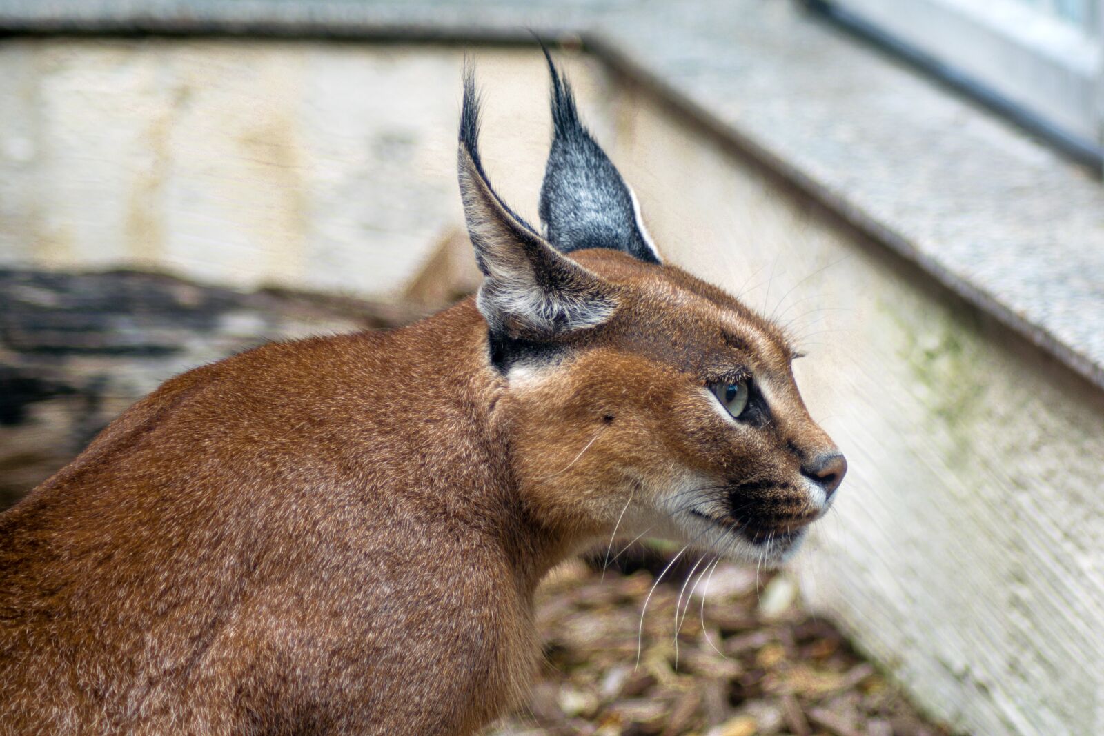 Nikon D5300 sample photo. Desert lynx, karakal, caracal photography
