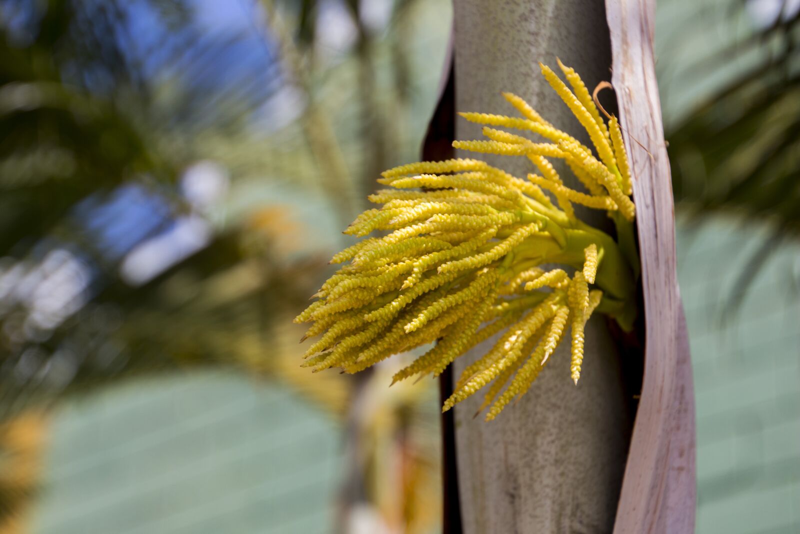 Canon EOS 700D (EOS Rebel T5i / EOS Kiss X7i) sample photo. Coconut tree, fruit, nature photography