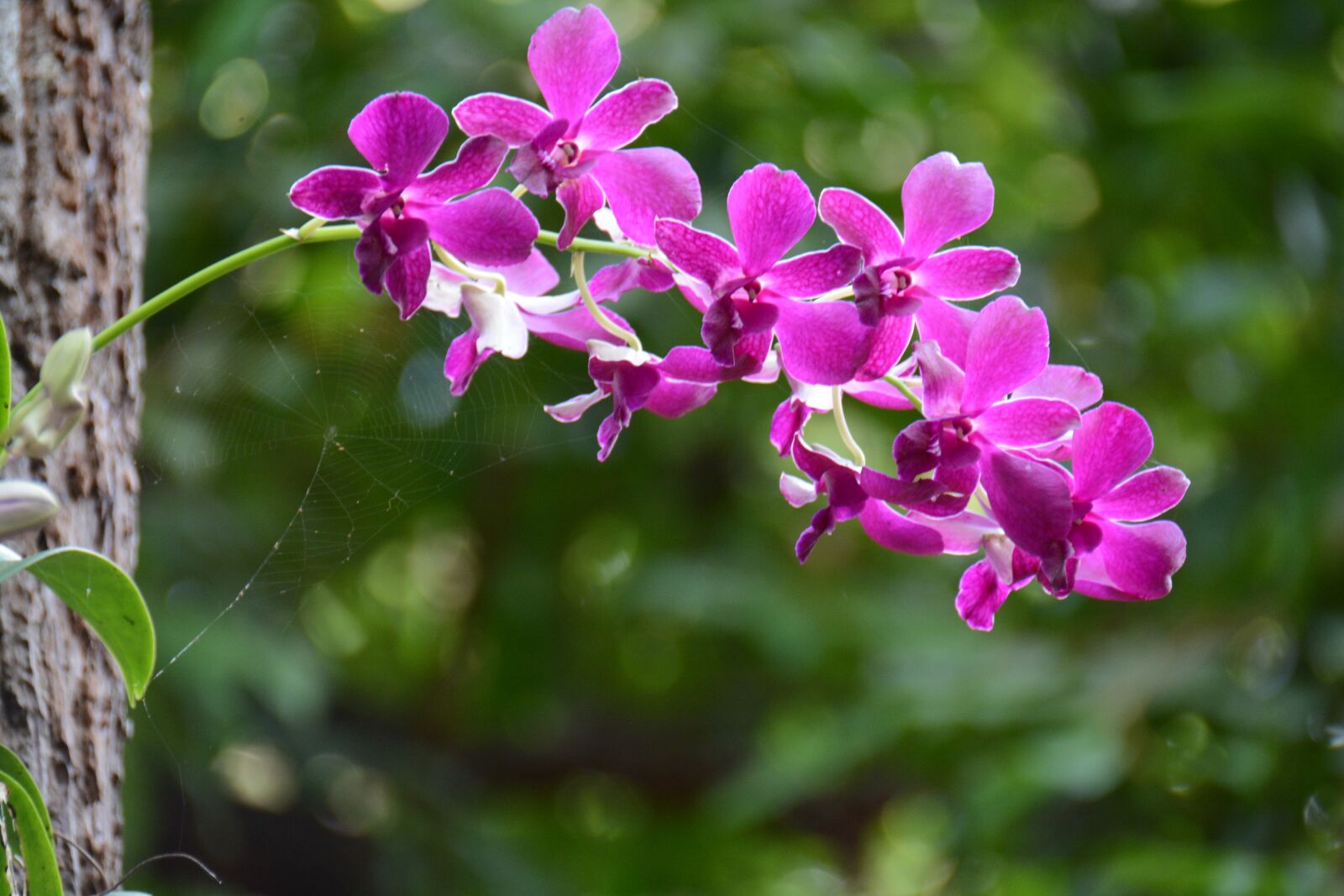 Nikon D7100 sample photo. Orchid, purple, refreshing photography