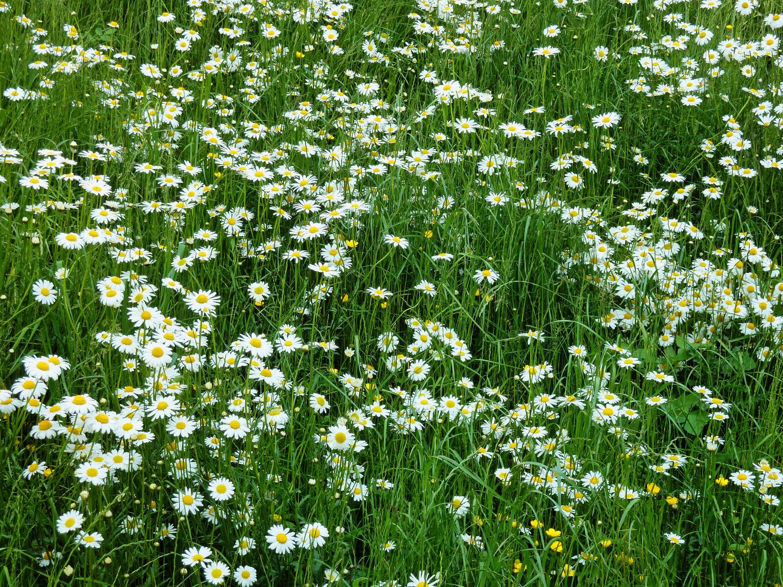 Panasonic DMC-TZ7 sample photo. Marga rites meadow, daisy photography