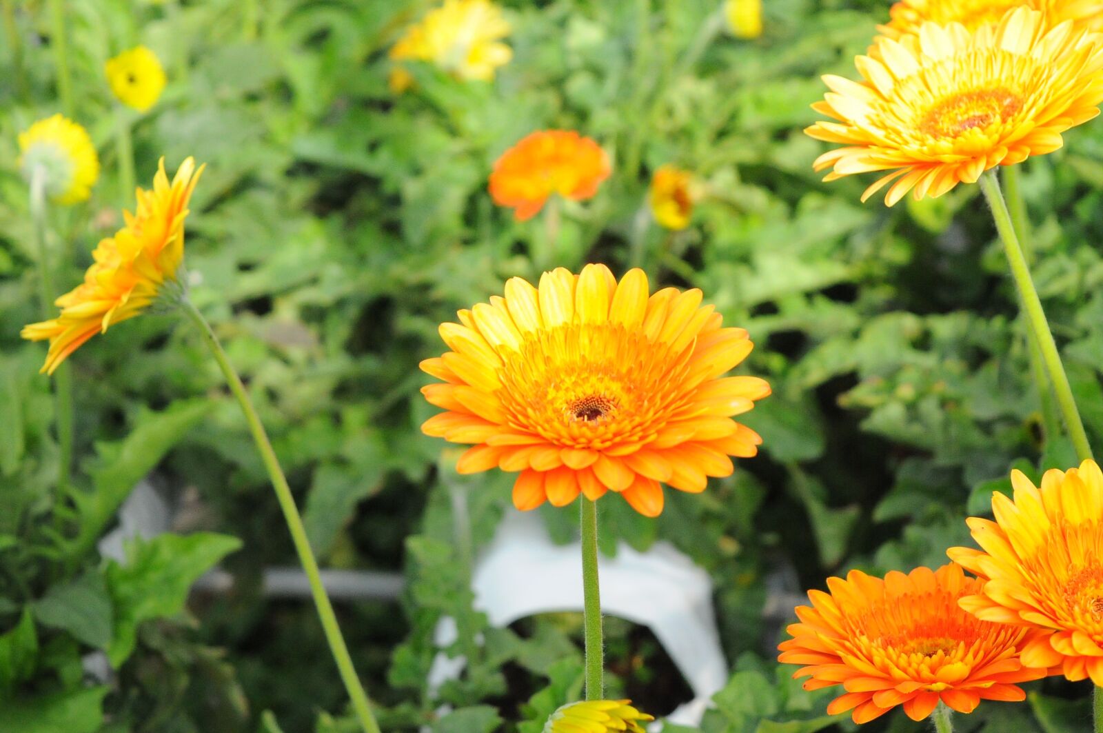 Nikon D300S sample photo. Flower, essential oils, climate photography