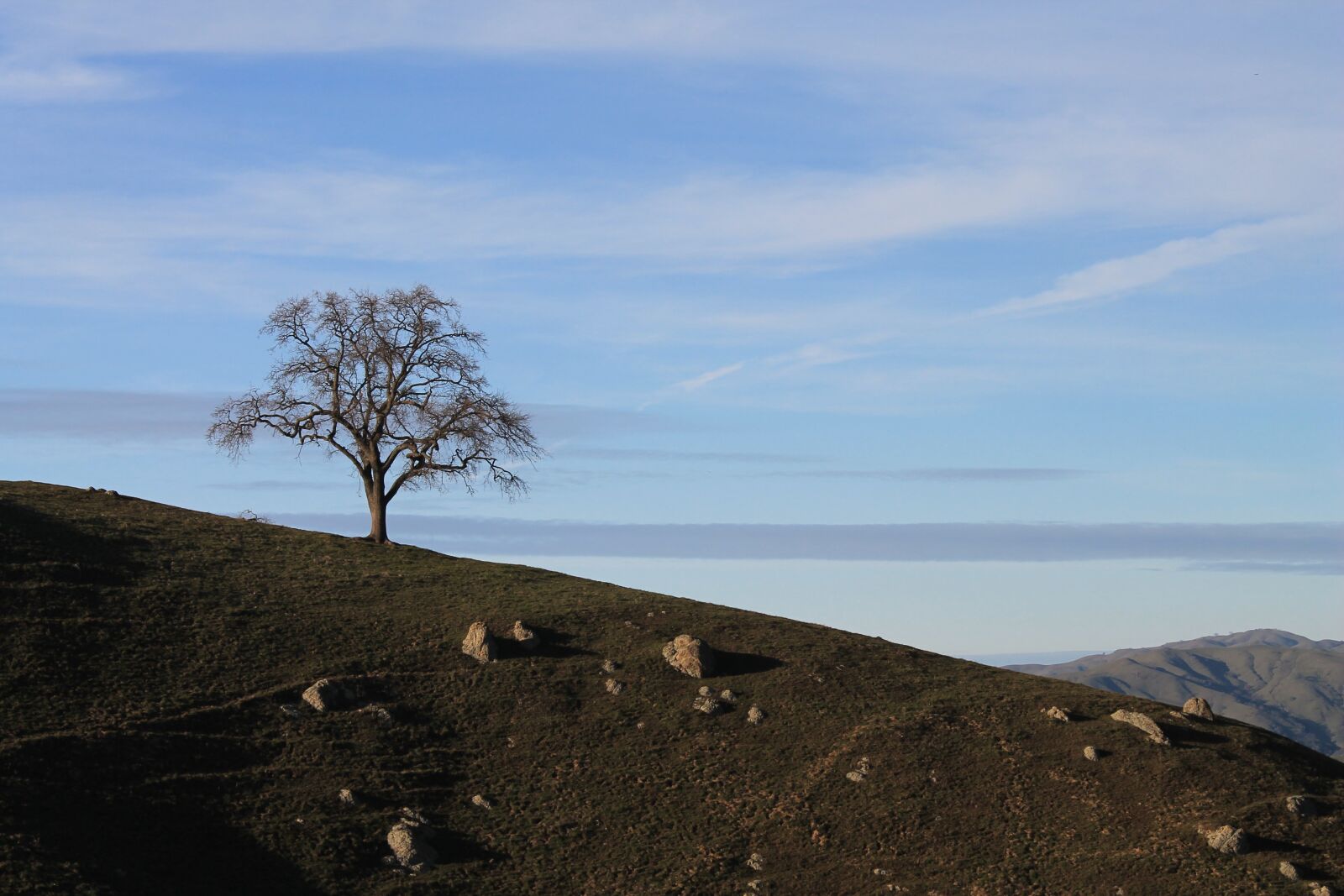 Canon EOS 1100D (EOS Rebel T3 / EOS Kiss X50) sample photo. California, hills, tree photography