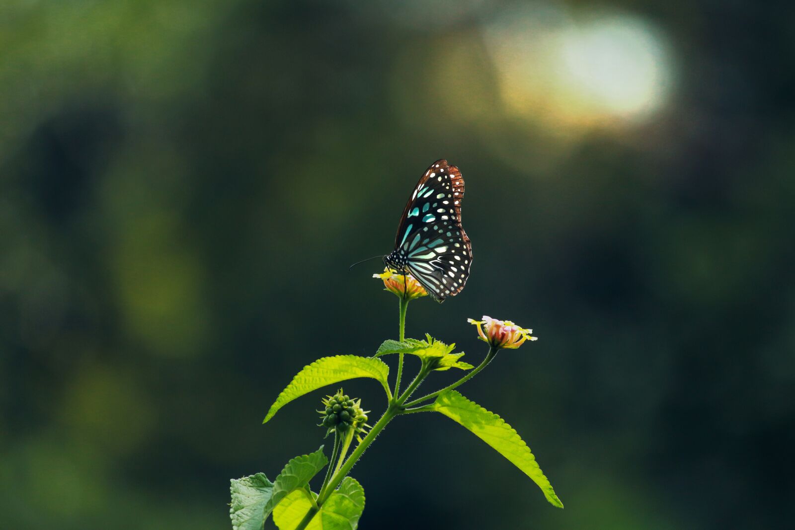 Canon EOS 700D (EOS Rebel T5i / EOS Kiss X7i) sample photo. Butterfly, flower, insect photography