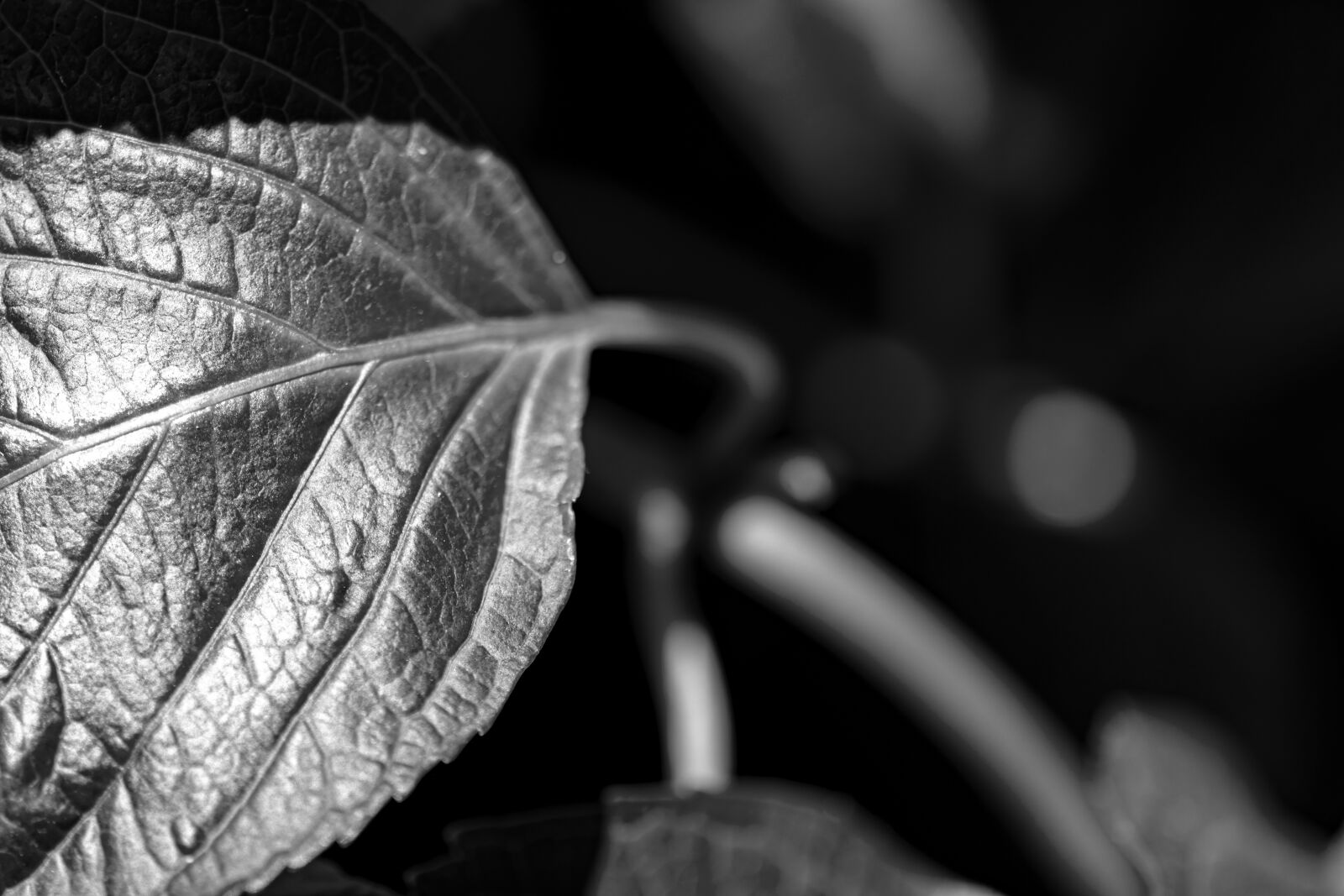 Canon EOS 5D Mark IV sample photo. Nature, leaf, summer photography