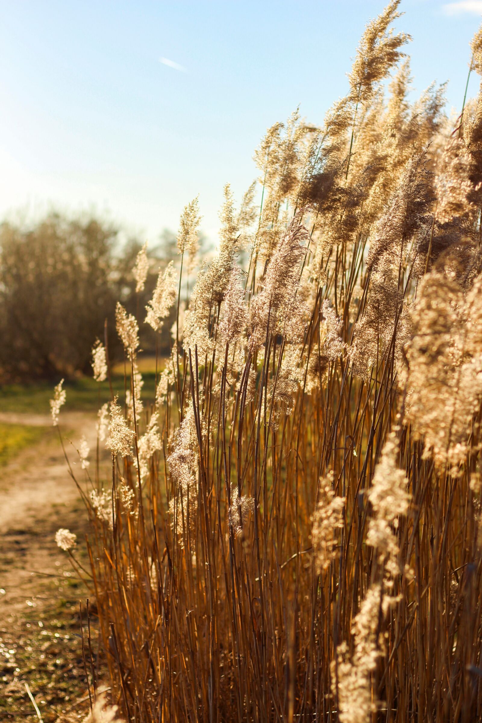Canon EF 50mm F1.8 STM sample photo. Cereals, plant, shrubs photography