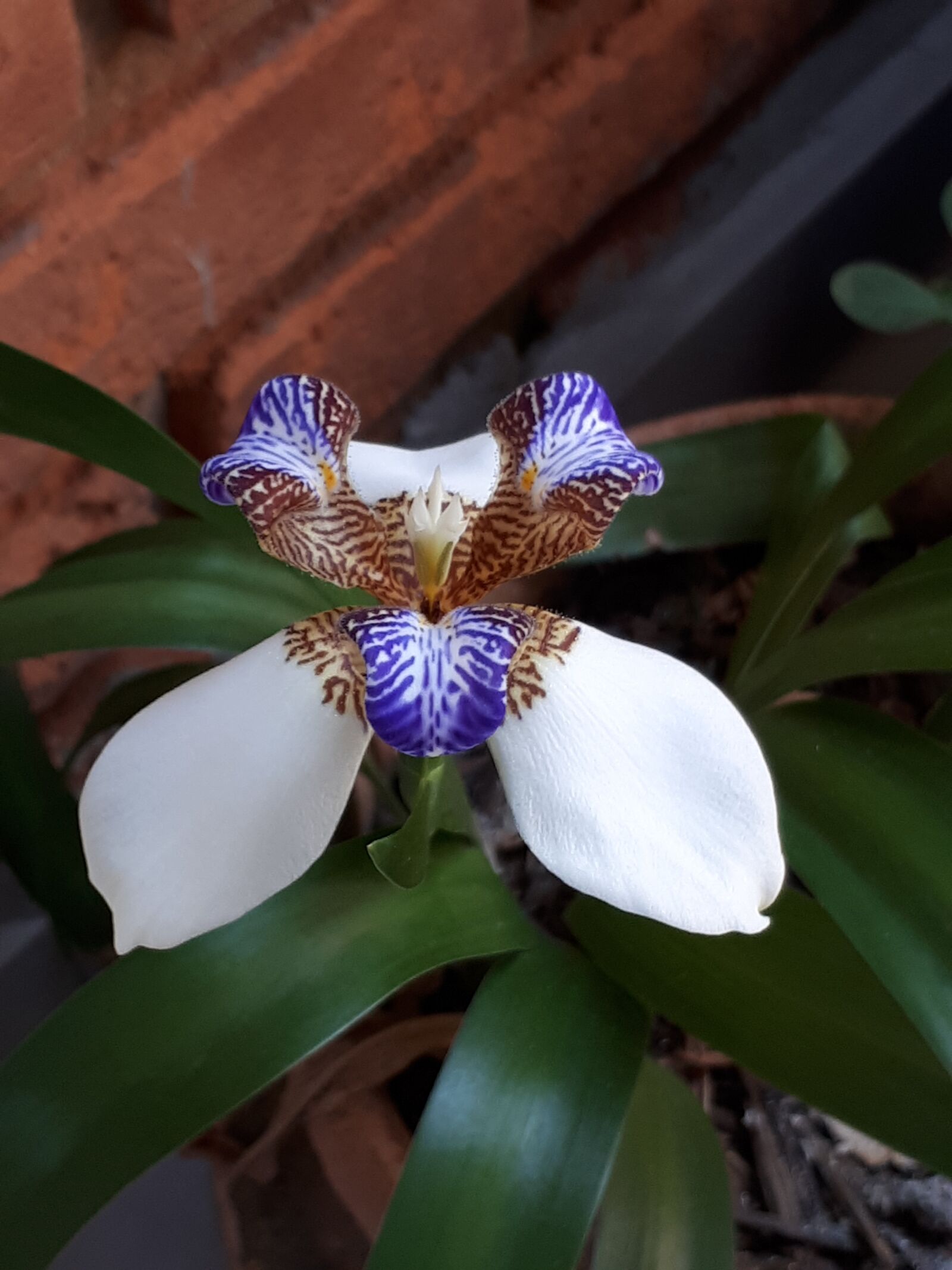 Samsung Galaxy A5(2017) sample photo. Flowers, beauty, life photography