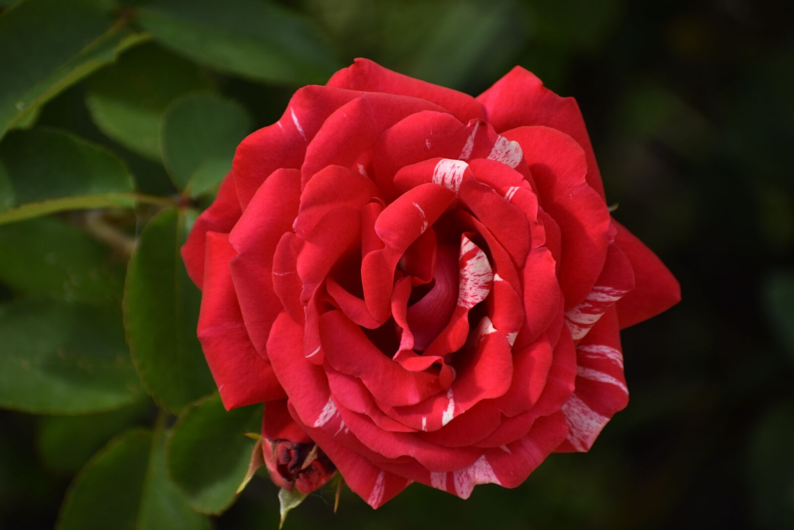 Nikon D3400 sample photo. Rose, red, multi colored photography