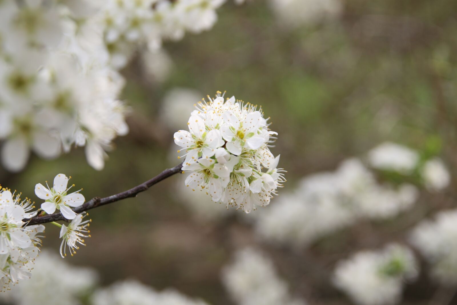 Canon EOS 30D sample photo. Flowers, spring, cherry blossom photography