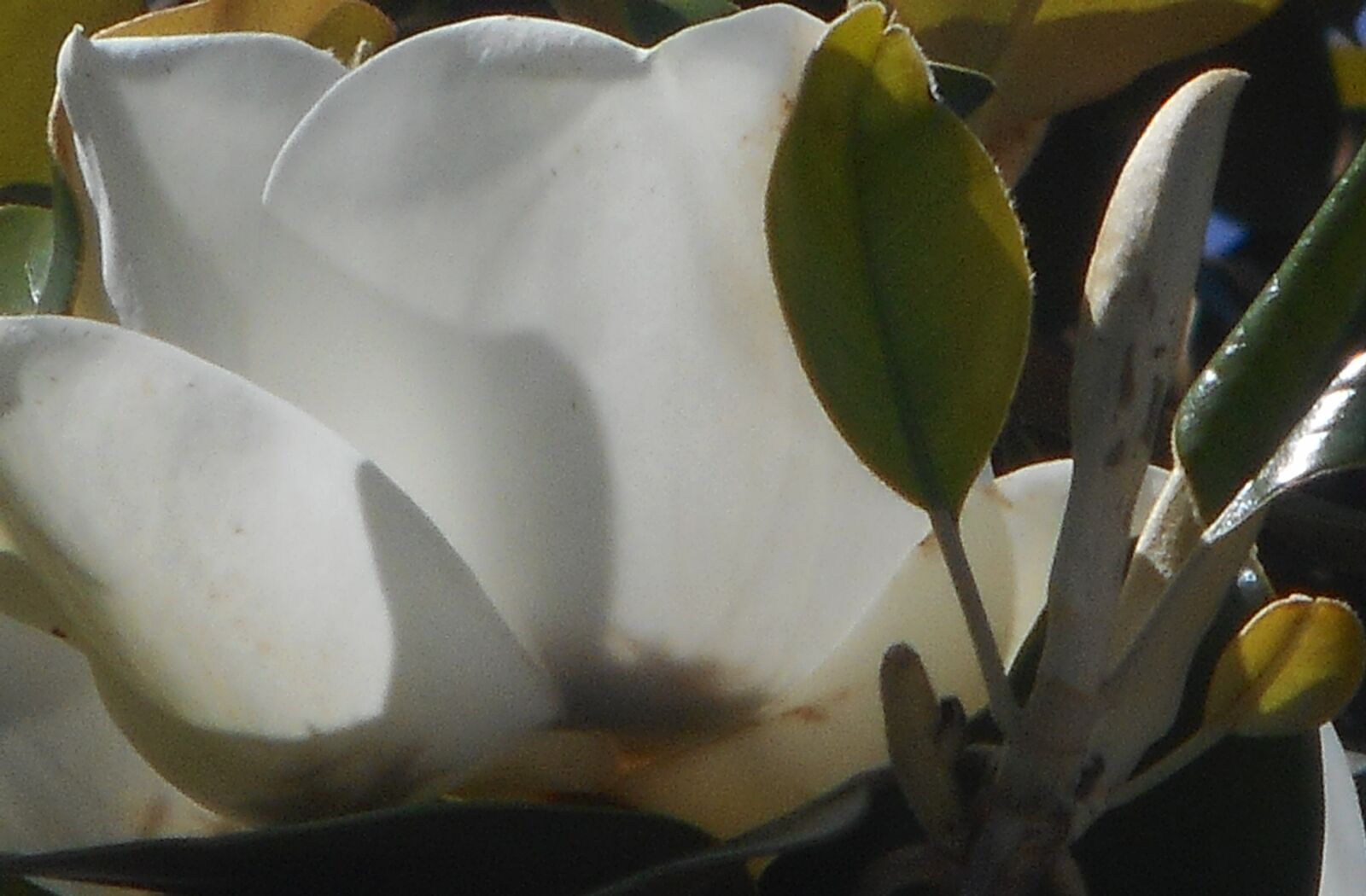 Nikon Coolpix S3700 sample photo. Magnolia blossom, flower, spring photography