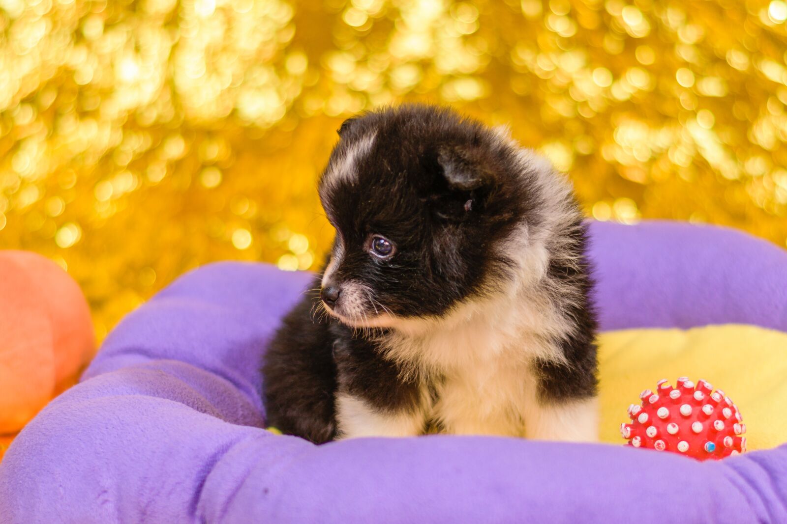 Nikon D5300 sample photo. Spitz puppies, puppies, dogs photography