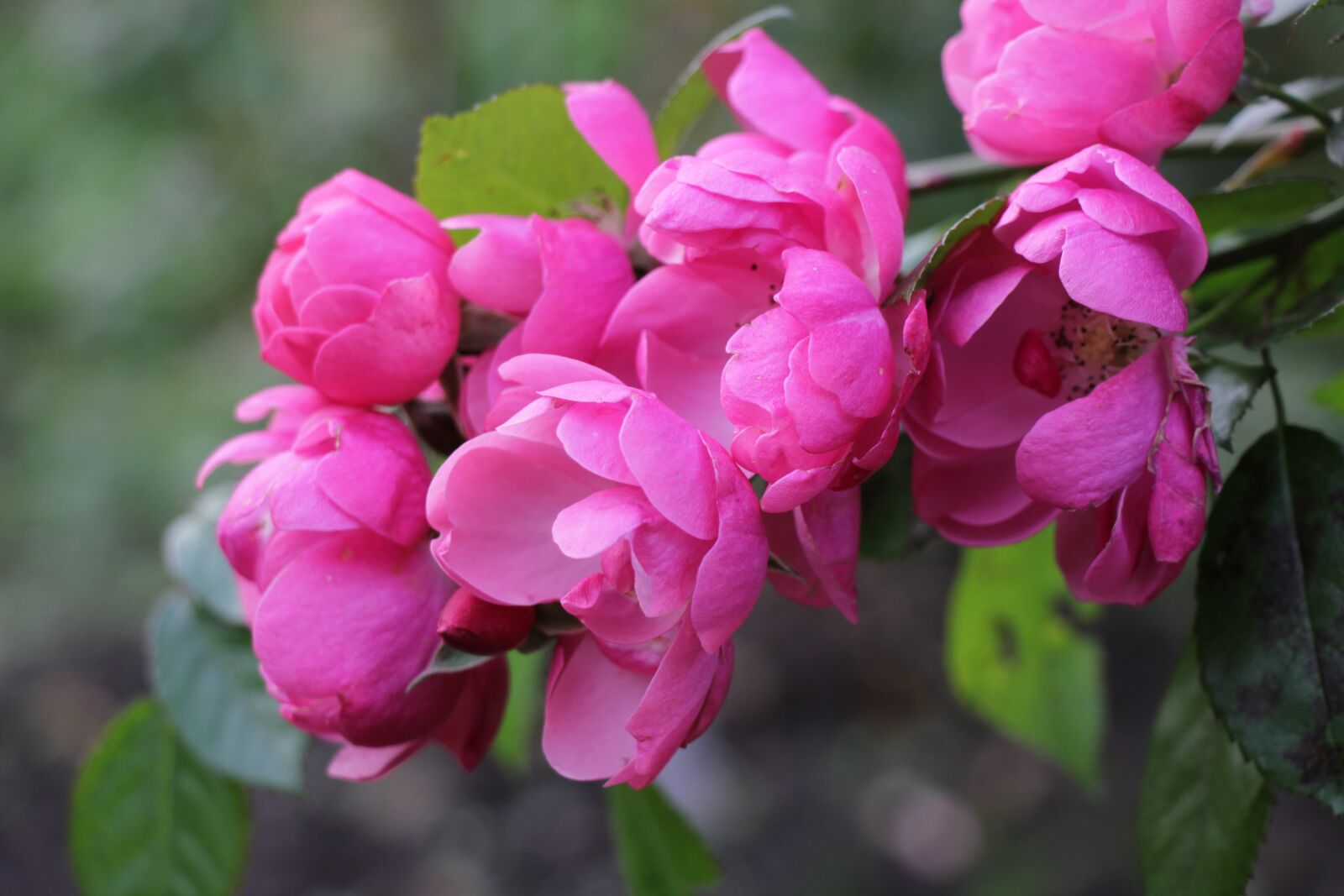 Canon EOS 550D (EOS Rebel T2i / EOS Kiss X4) sample photo. Flowers, flora, nature photography
