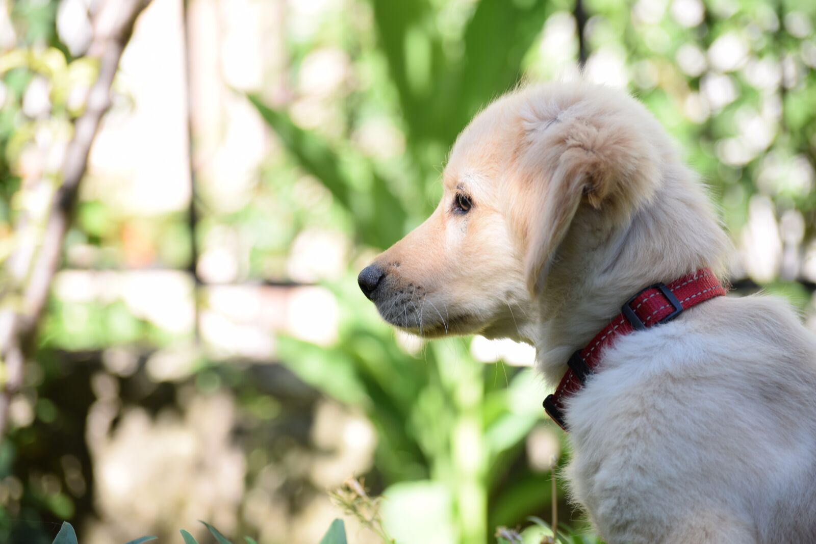 Nikon D3300 sample photo. Dog, puppy, animal photography