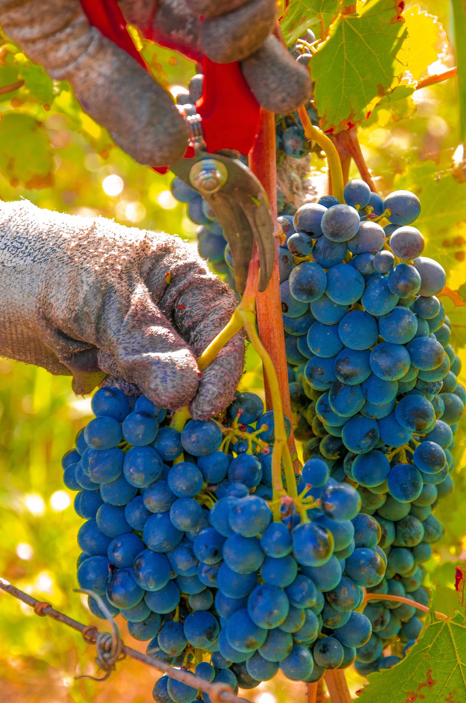 Nikon D300S sample photo. Grapes, harvest, vines photography