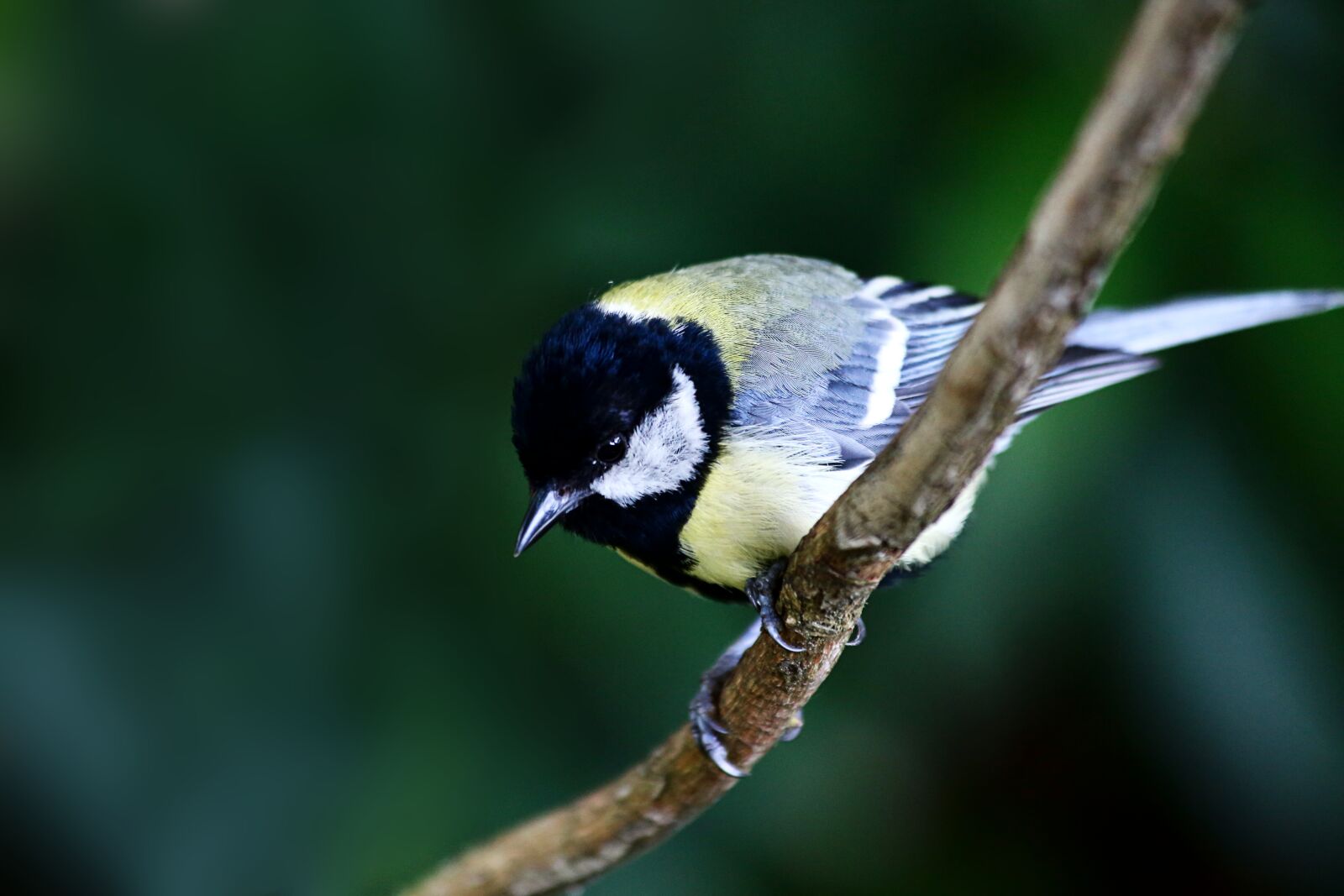 Canon EF 70-300mm F4-5.6 IS USM sample photo. Bird, songbird, feather photography