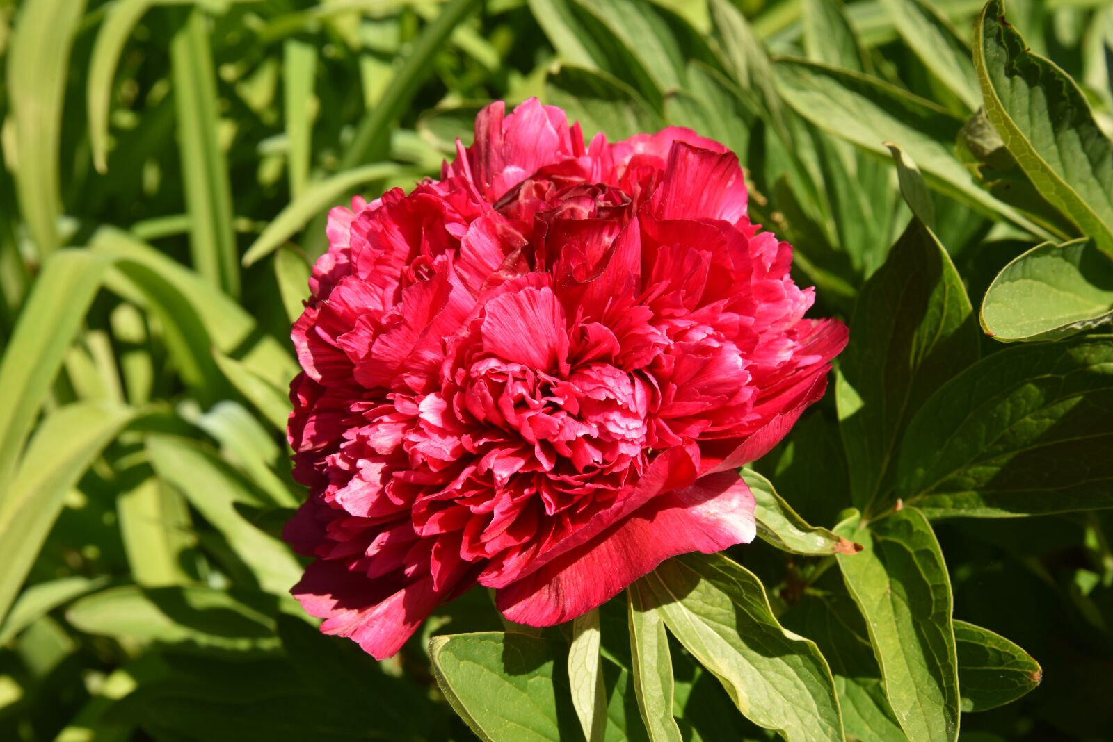 Nikon D810 sample photo. Peony, garden, pentecost photography