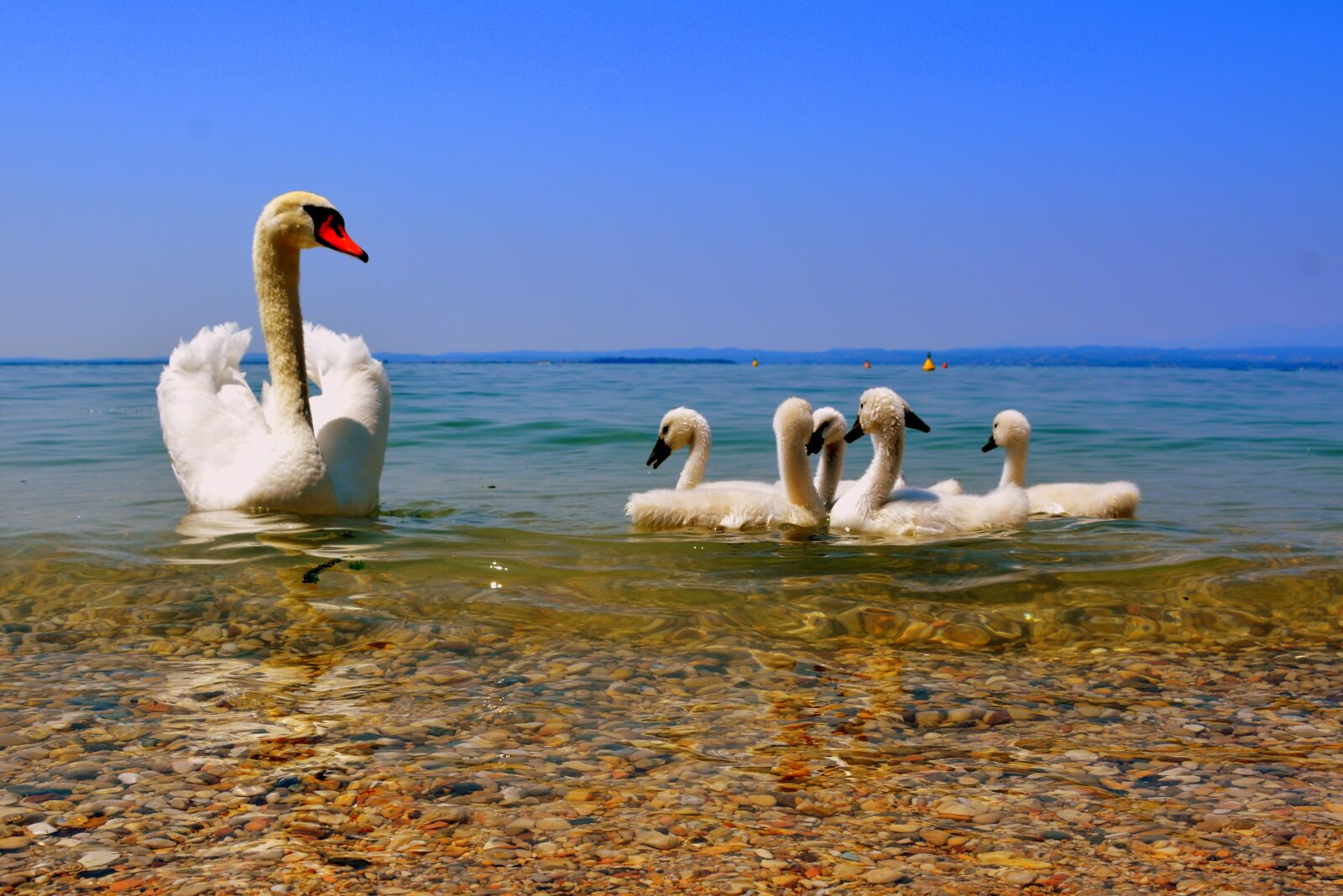 Nikon D7100 sample photo. Swan, mom, children photography