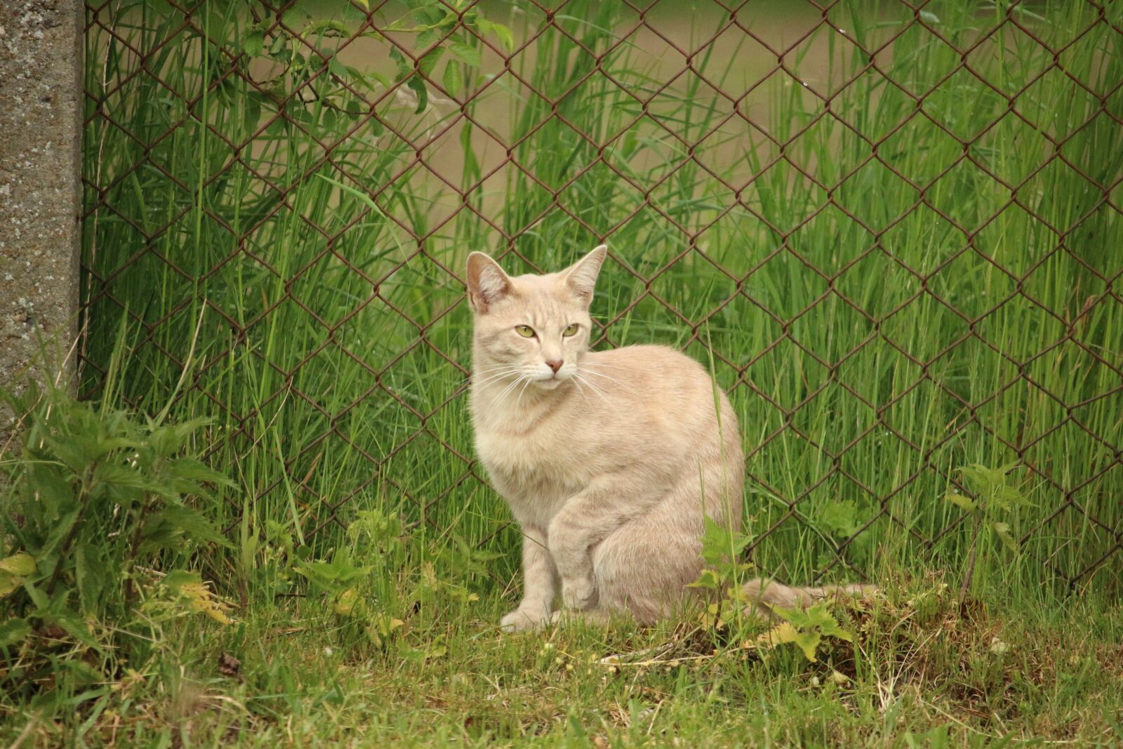 Canon EOS 100D (EOS Rebel SL1 / EOS Kiss X7) sample photo. Cat, kitten, breed cat photography