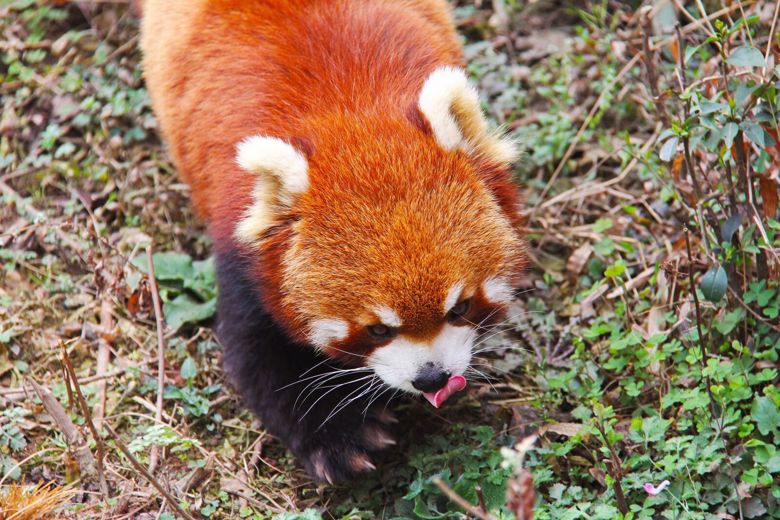 Canon EF-S 18-200mm F3.5-5.6 IS sample photo. Loveable, red pandas, sichuan photography