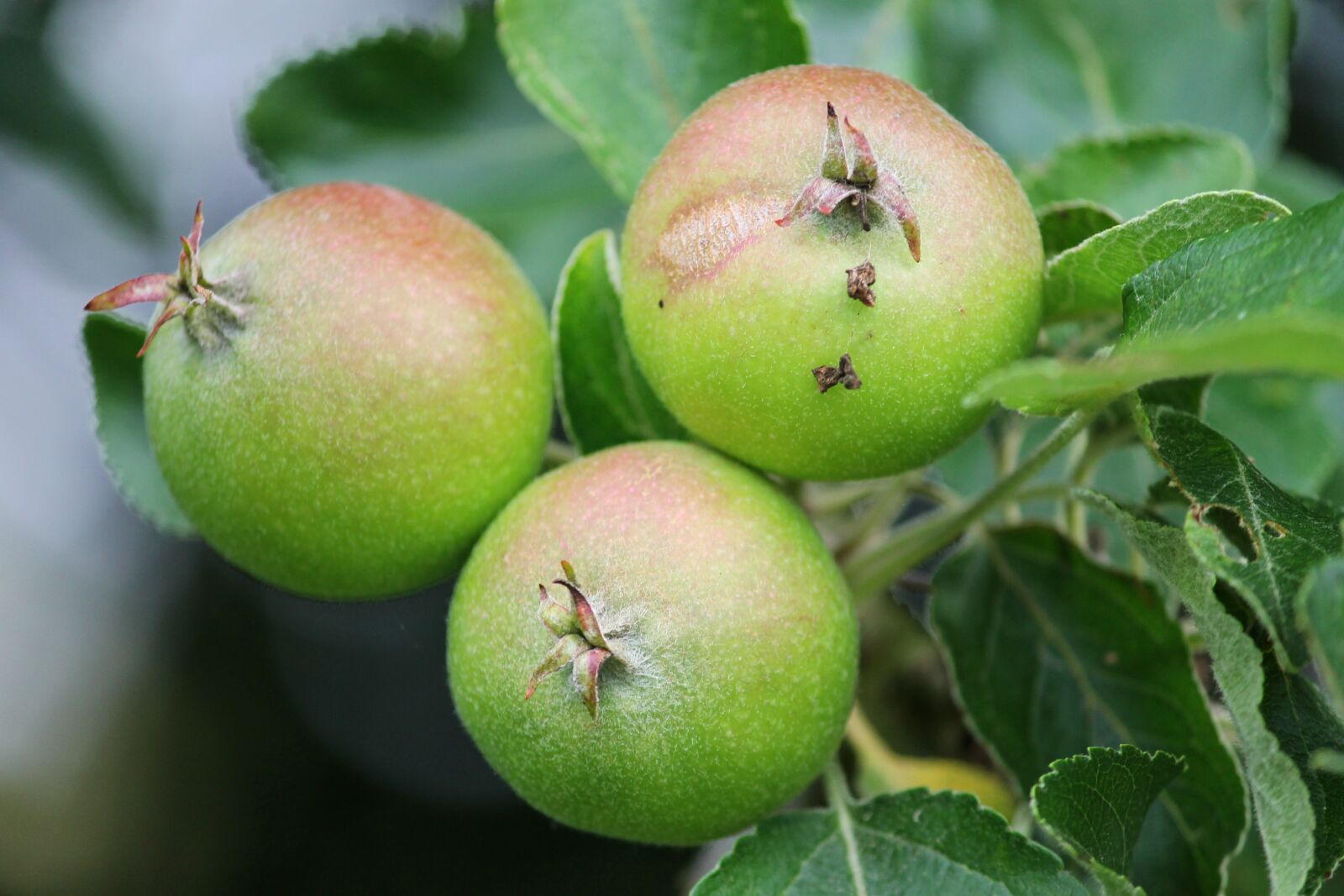 Canon EOS 1100D (EOS Rebel T3 / EOS Kiss X50) sample photo. Apple, apple tree, fruits photography