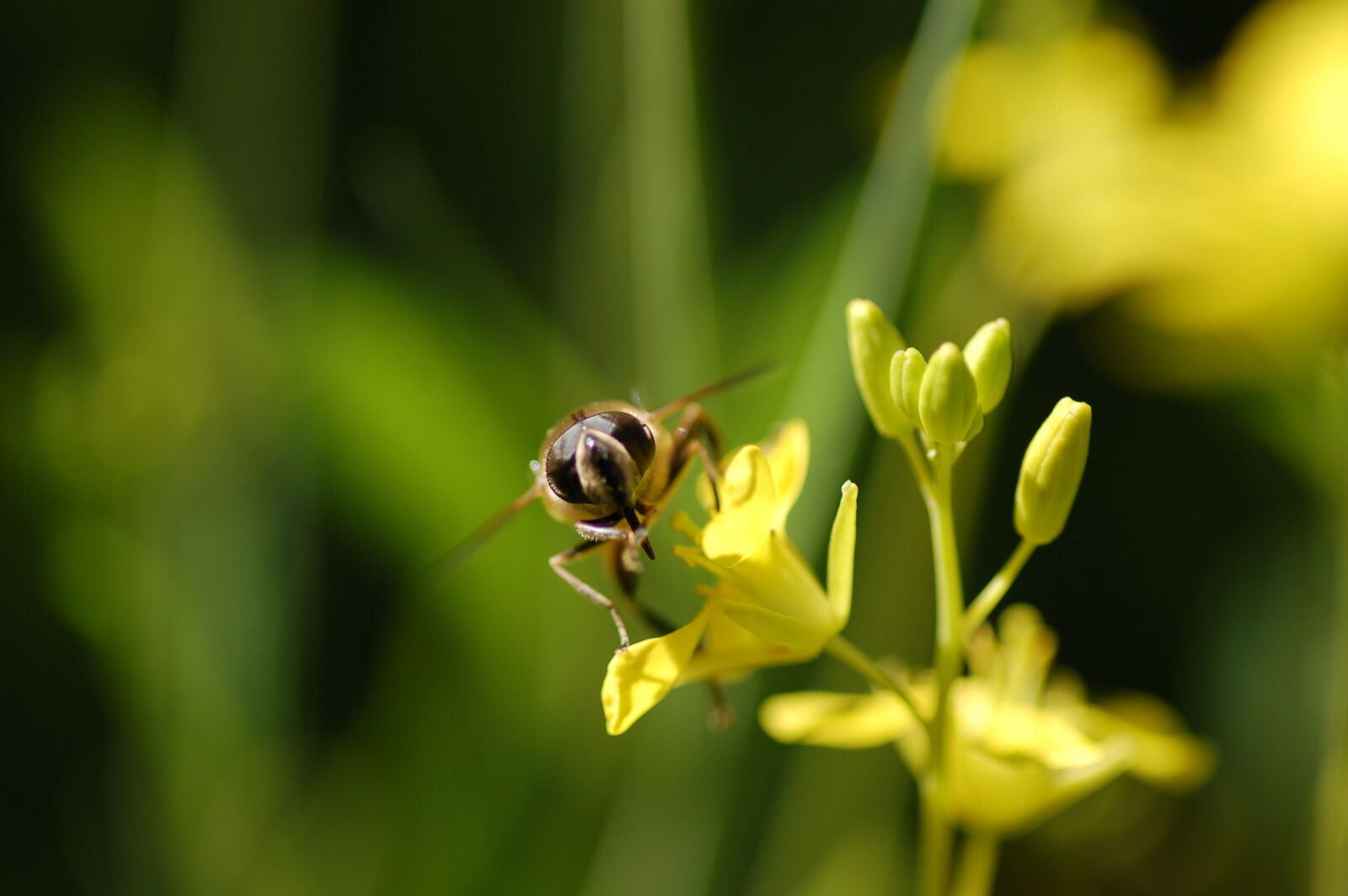 Tokina AT-X Pro 100mm F2.8 Macro sample photo. Bee, bumblebee, flower, flowers photography
