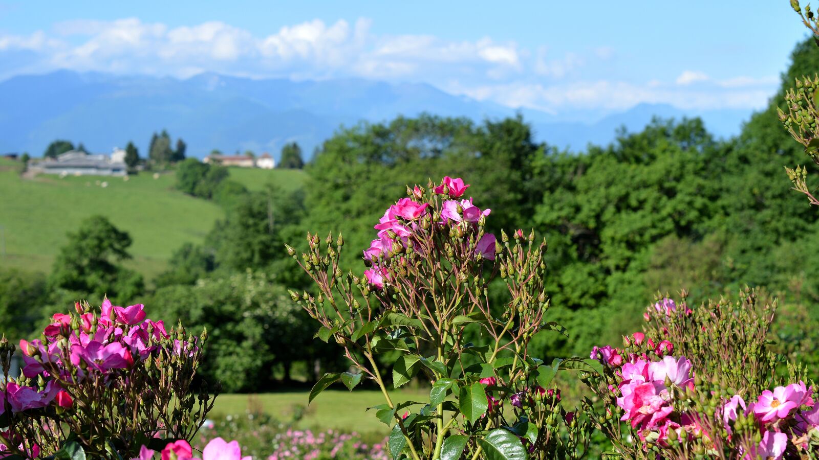 Nikon D3200 sample photo. Garden, promenade, nature photography