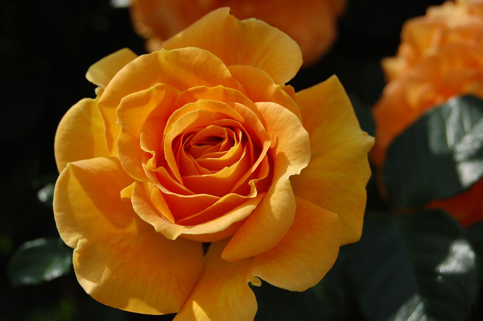 Nikon D40 sample photo. Rose, summer, blossom photography